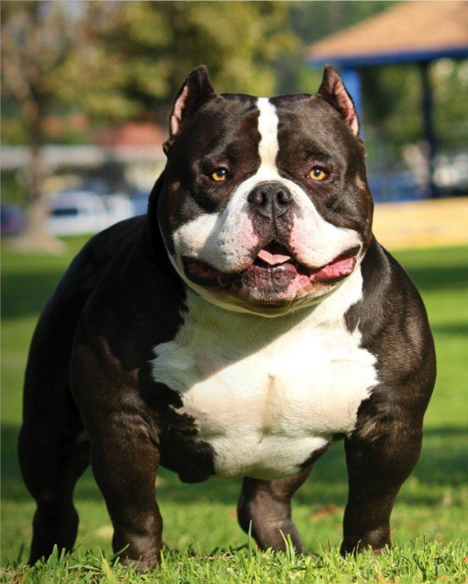 A black and white American Bully dog stands in a green grassy field, looking directly at the camera. The dog has a white chest and a black face, with a white patch between its eyes. It has a muscular build.