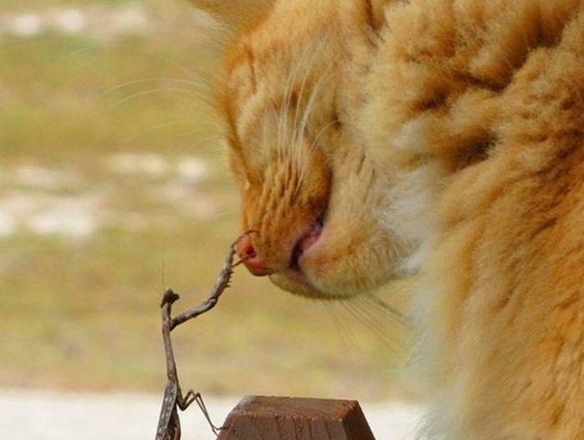 A close up image of a ginger cat with its face turned to the left, facing a praying mantis, its long legs are outstretched as if to touch the cat. The cat's eyes are closed.