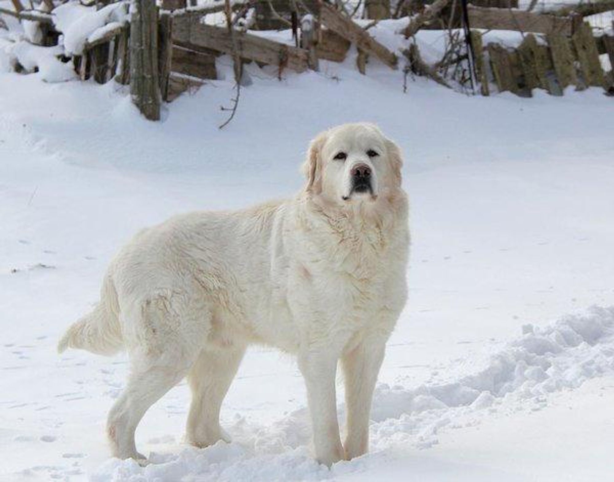 A white dog with long fur stands in a snowy field, looking directly at the camera. The dog's paws are barely visible in the deep snow.  A wooden fence and some bushes can be seen in the background.