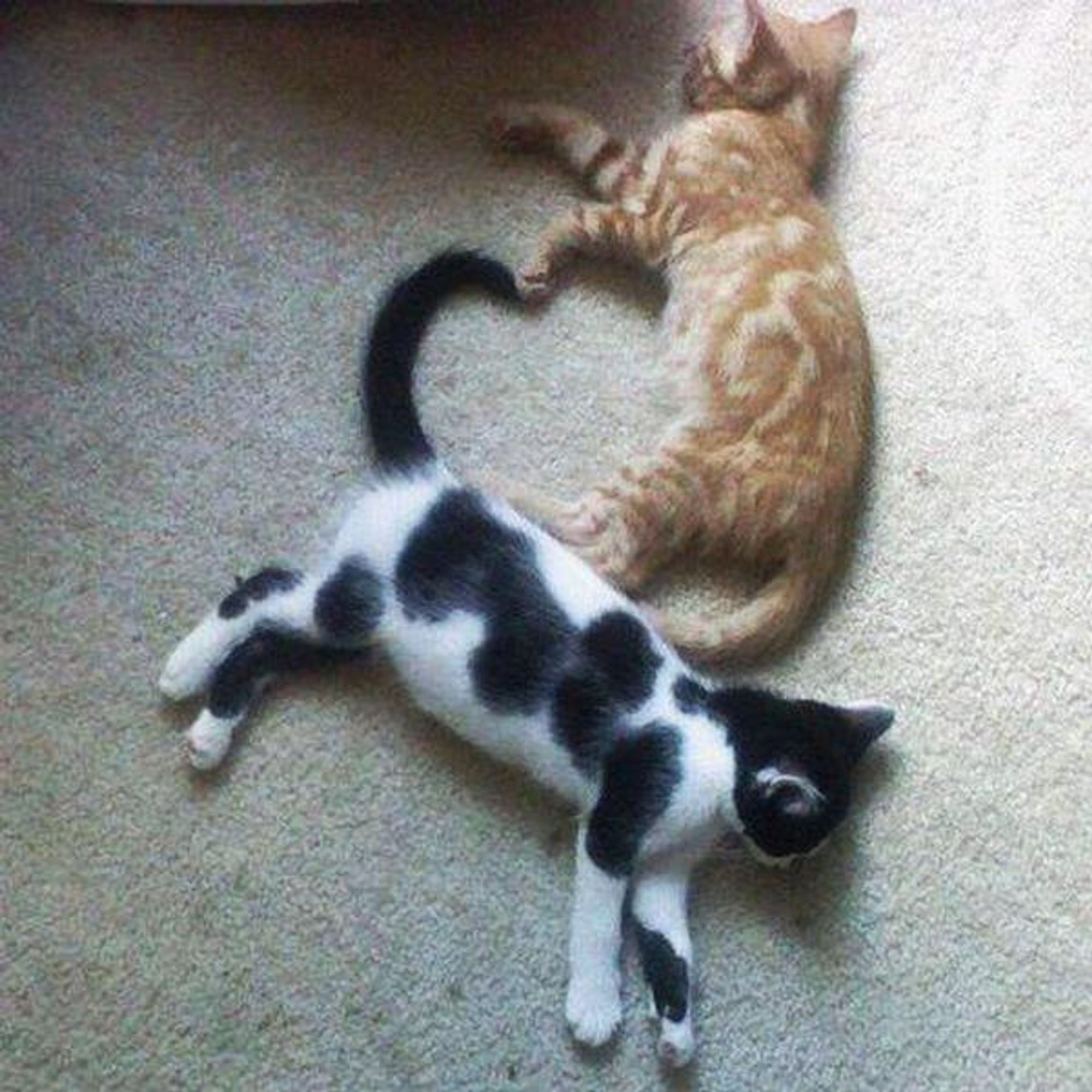 Two cats, one black and white and one orange tabby, lay on a beige carpet. The cats are positioned in a way that their bodies form a heart shape.  

#cats #love #friendship #cute #animals #pets #heart #togetherness #happy