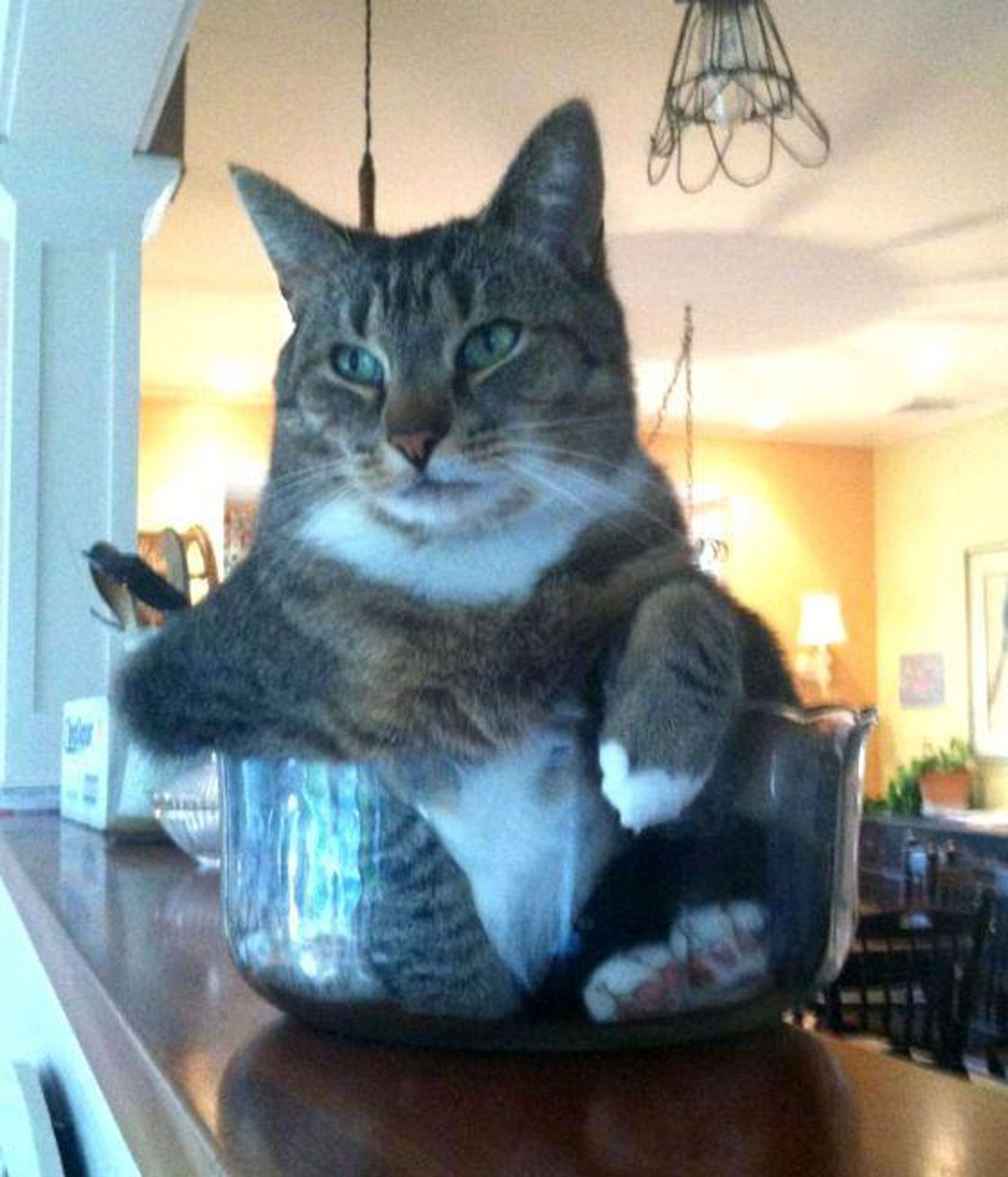 A tabby cat sits in a large glass bowl. The cat's head is above the rim of the bowl, and its body is nestled within the bowl. The cat looks at the camera with a serious expression.