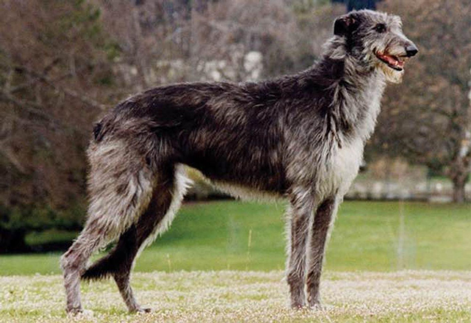 A large, grey Irish Wolfhound dog standing in a grassy field. Its fur is long and shaggy and it has a long, thin snout and big, floppy ears. The dog is looking straight ahead.