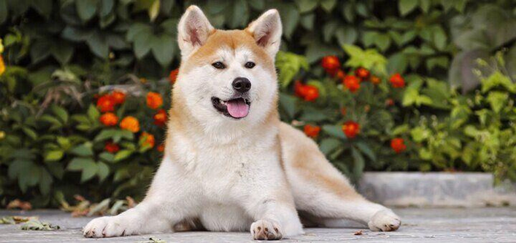 A fluffy white and orange Akita dog lays on a cement path with its tongue out. Green bushes with orange flowers are behind the dog.