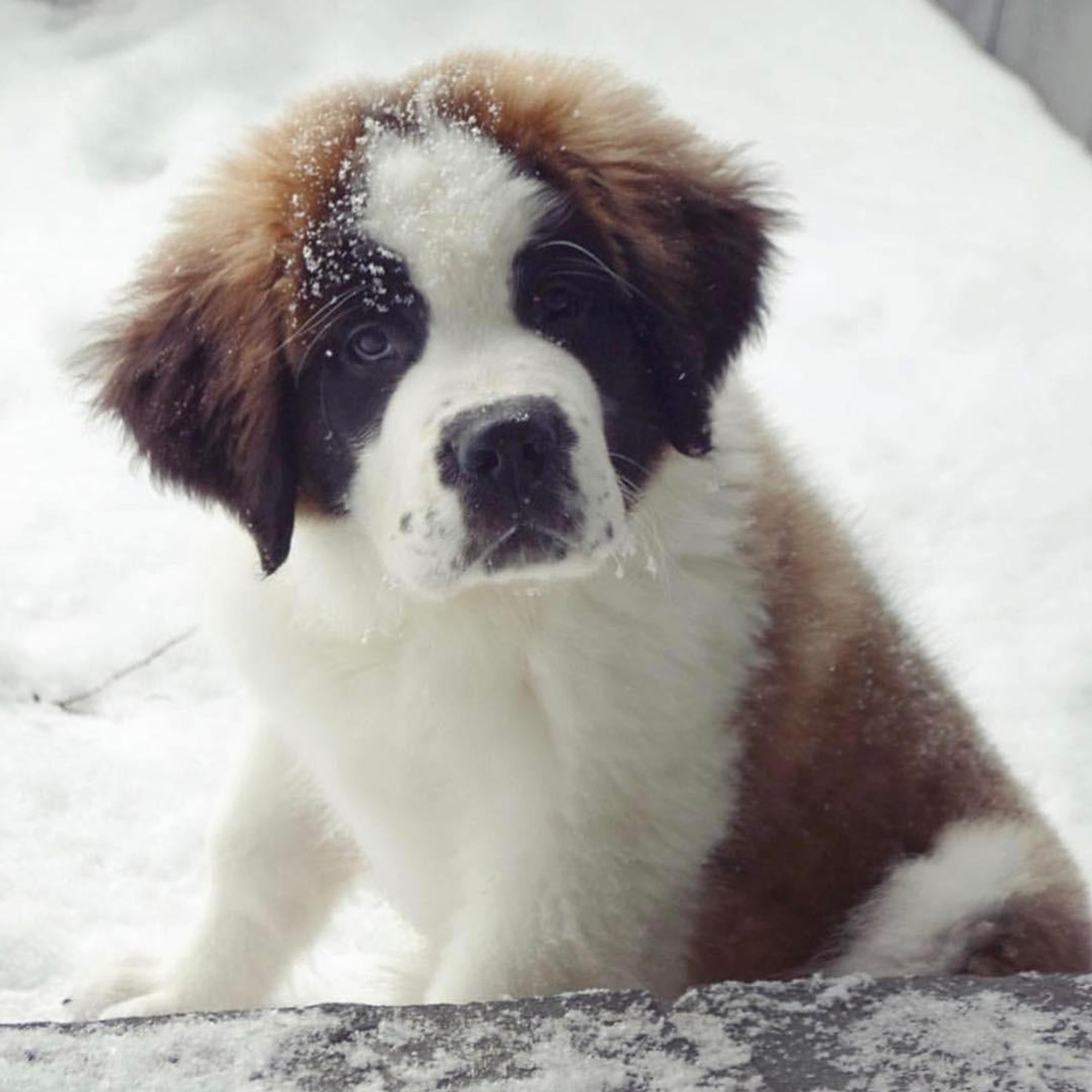 A Bernese Mountain Dog puppy sits in the snow, looking up with its tongue slightly out, covered in snow.