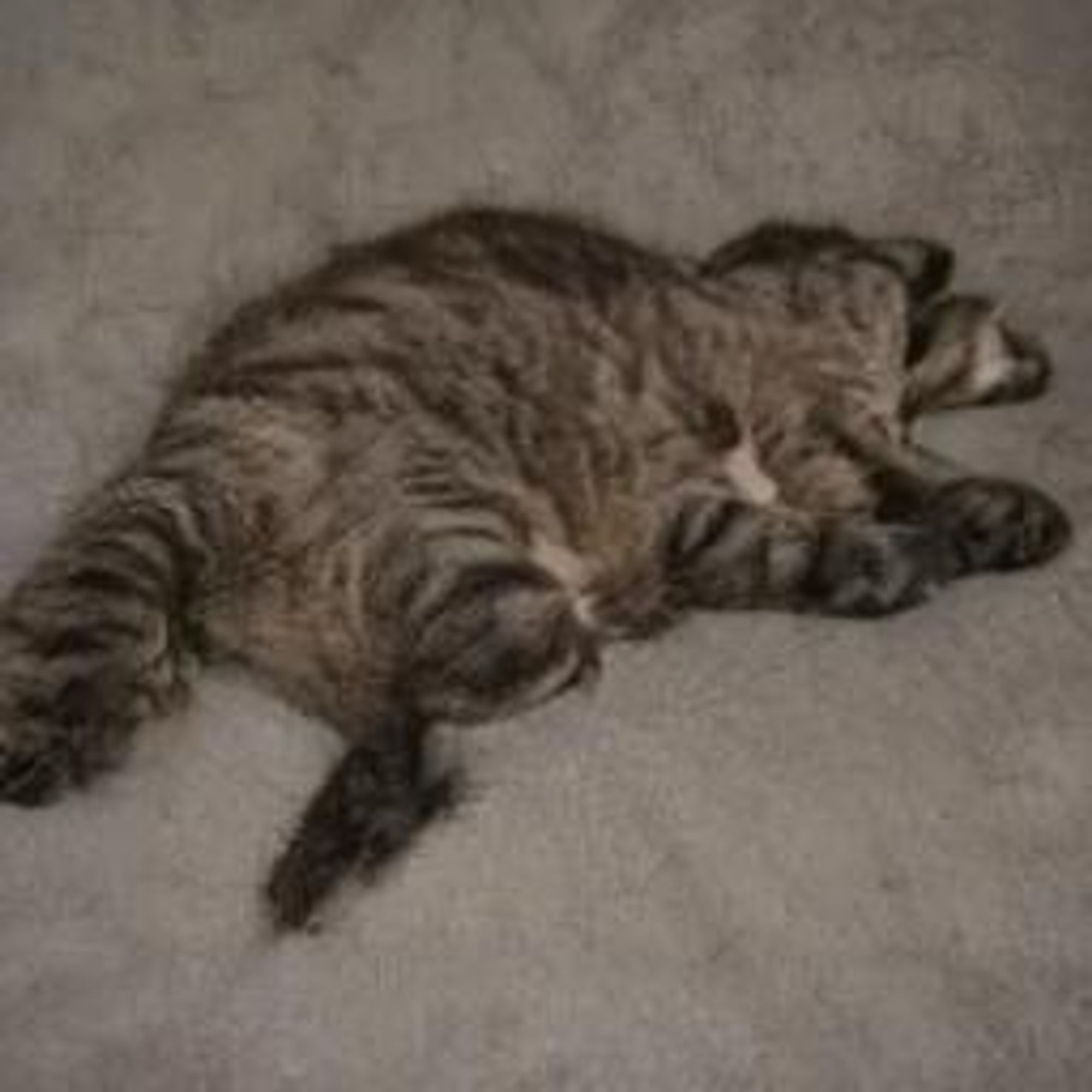 A tabby cat is lying on its back with its legs in the air, its eyes closed. It is a very relaxed cat.