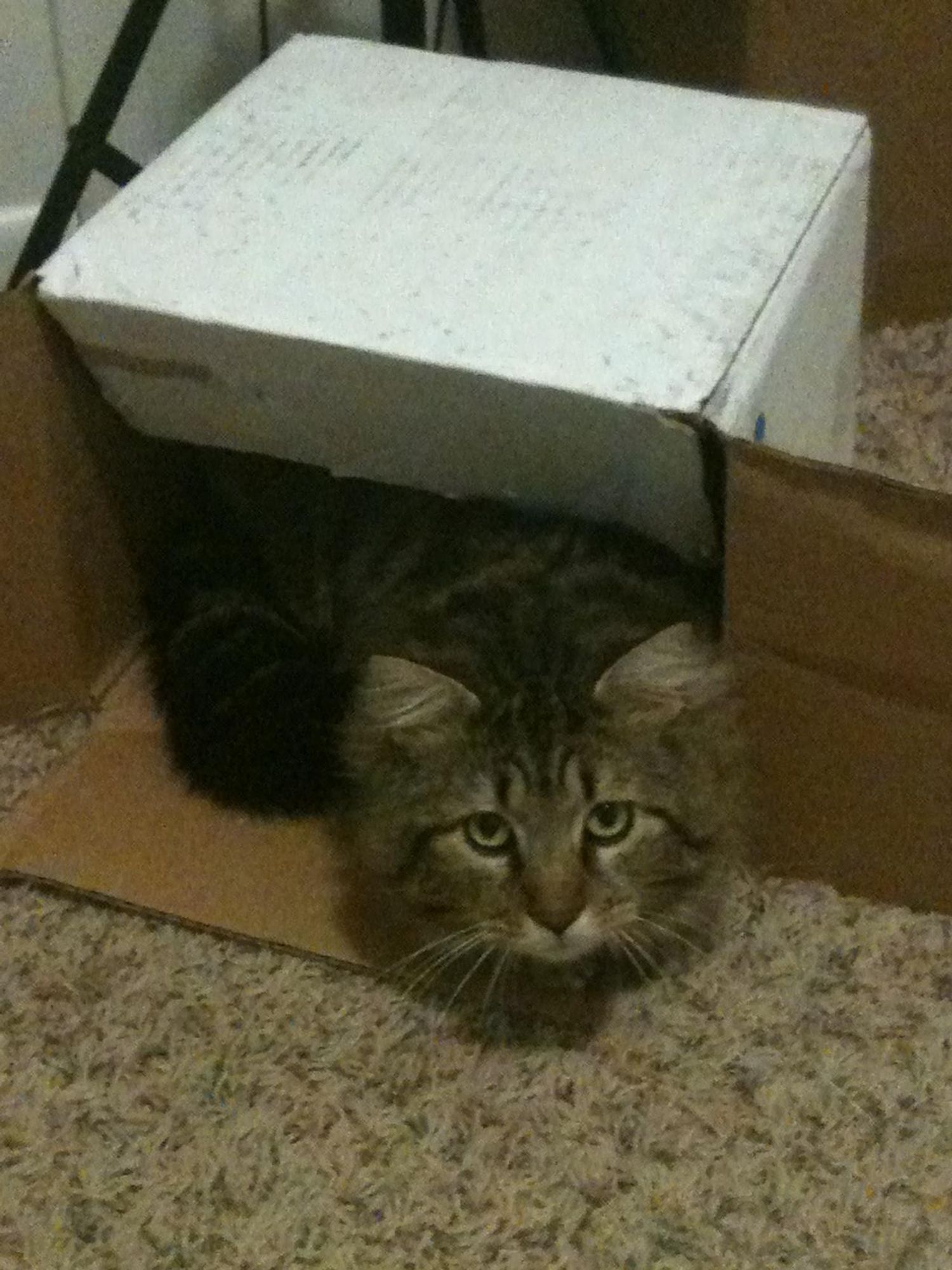 A tabby cat is partially hidden under a cardboard box. The cat's head and a small part of its body are visible. The cat has a serious expression on its face, with its whiskers sticking out from under the box. The box is sitting on a beige shag carpet.