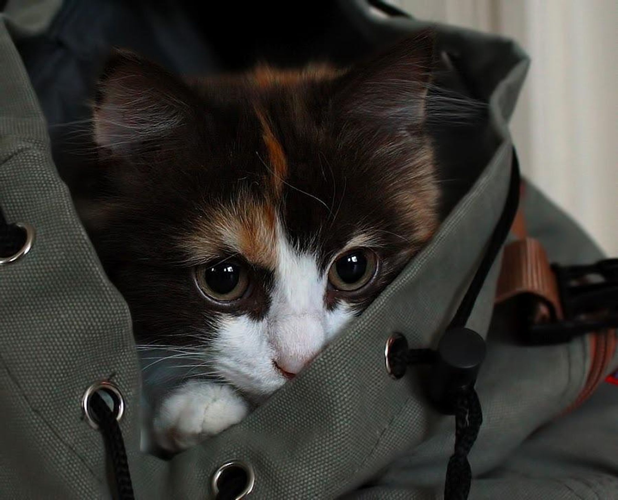 A closeup of a cat's face peeking out from inside a grey bag. The cat has a black, brown, and white coat and big, round green eyes. It is looking directly at the viewer with a slightly mischievous expression.