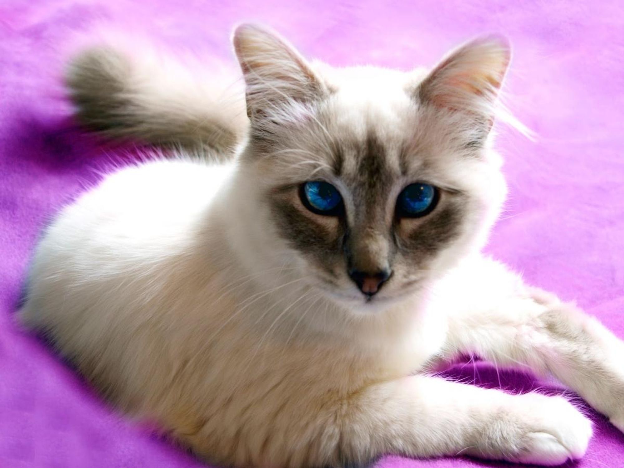 A white cat with blue eyes lays on a purple blanket. The cat is looking directly at the camera with a slightly concerned expression.