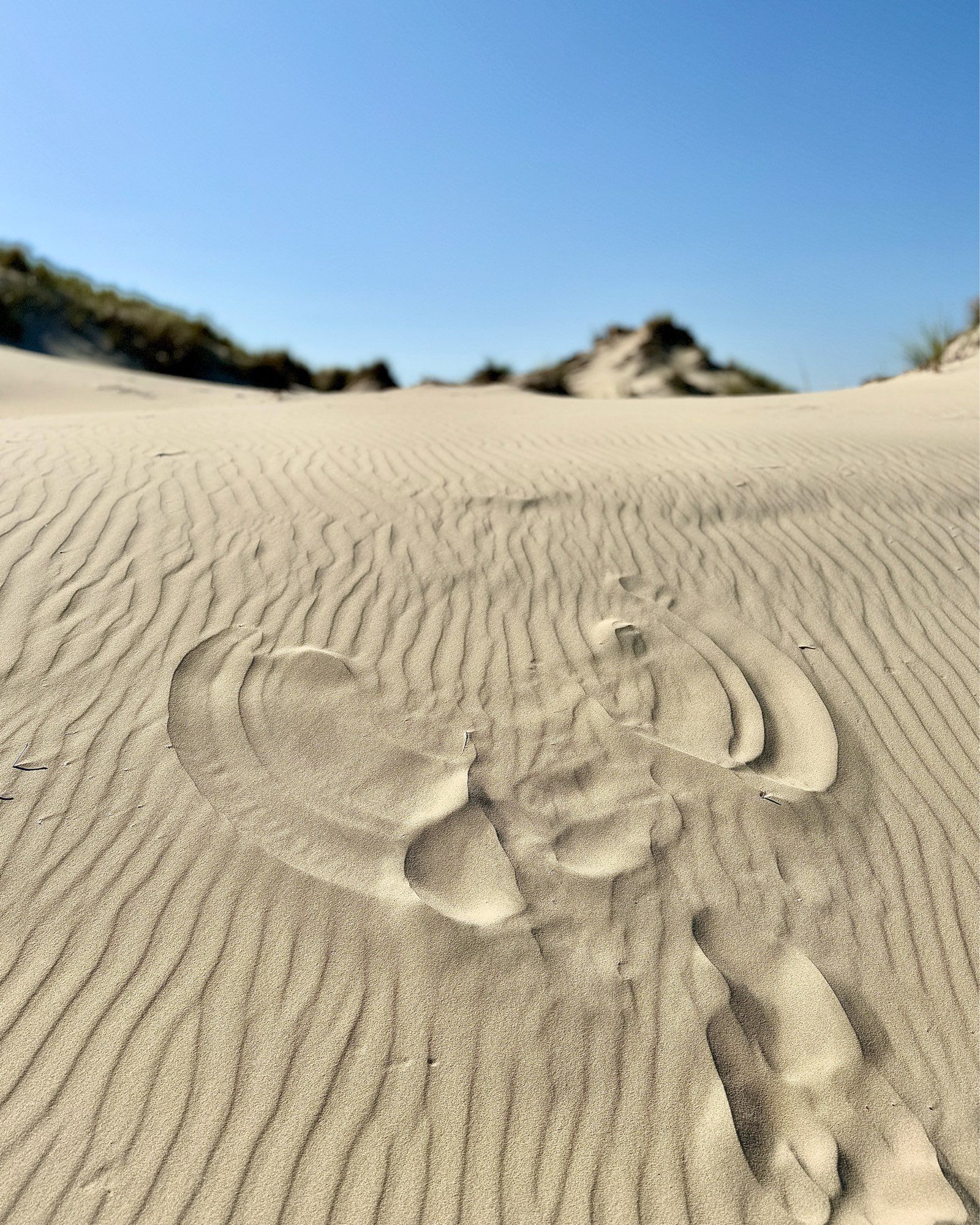 Eine Düne, auf der man die Abdrücke eines Menschen sieht, der die Arme im Sand auf und ab bewegt hat. Foto: Anne Preger