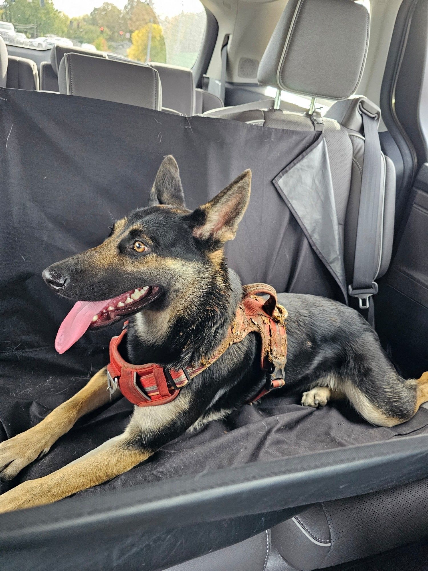 A pretty young German Shepherd female wearing a very dirty orange harness and sitting in the back of a van.