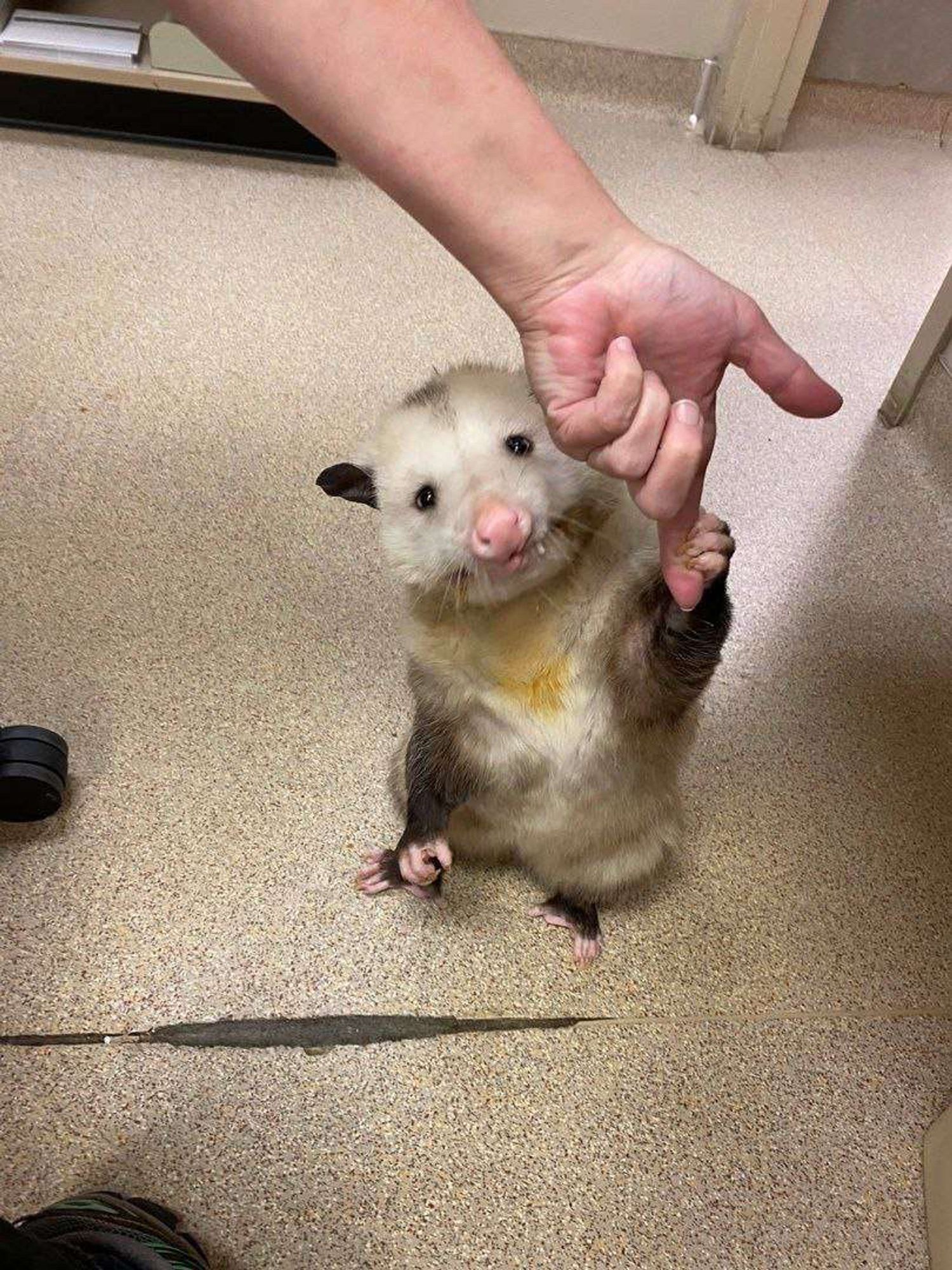 An opossum grabbing on to a finger.