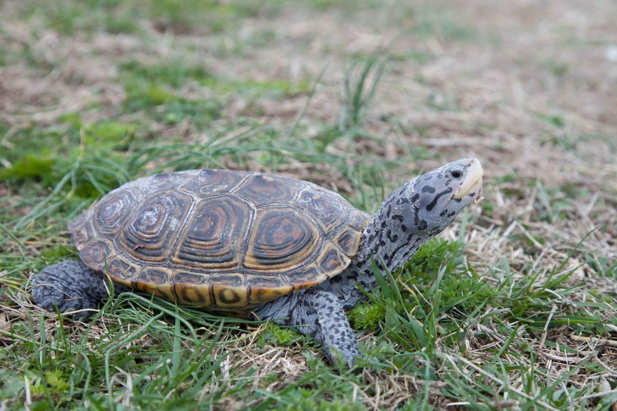 A terrapin turtle