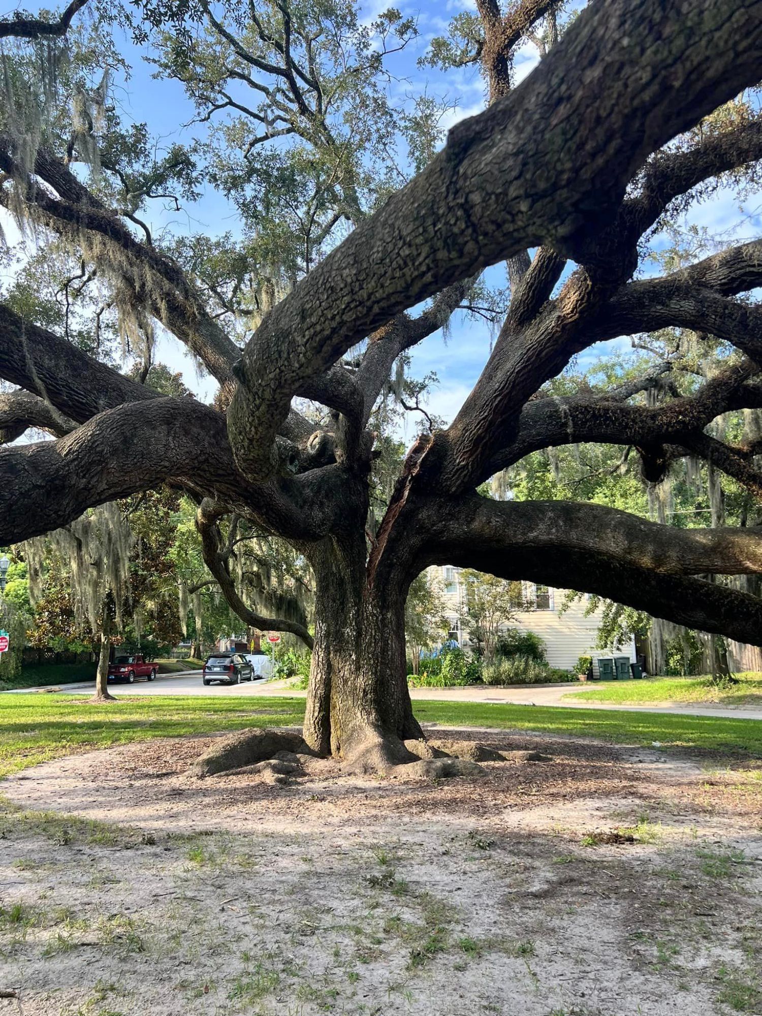 A live oak tree in McCauley Park in Savannah, Georgia's Ardsley Park - Chatham Crescent Historic District, is split in half.