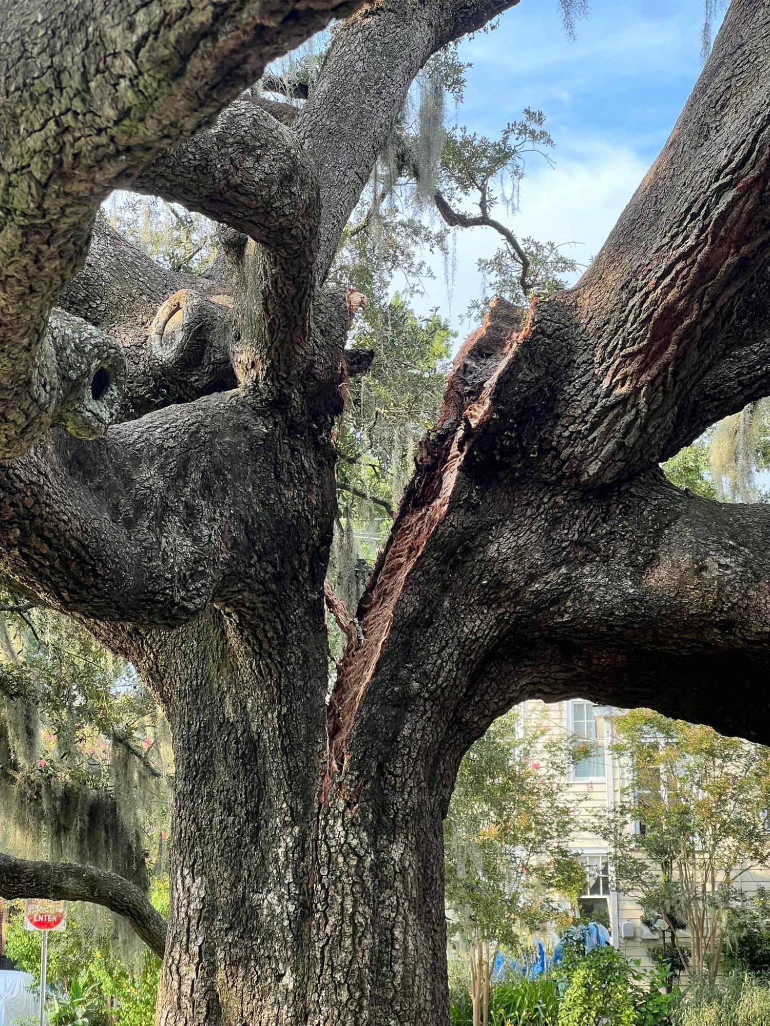 live oak tree in McCauley Park in Savannah, Georgia's Ardsley Park - Chatham Crescent Historic District, is split in half.