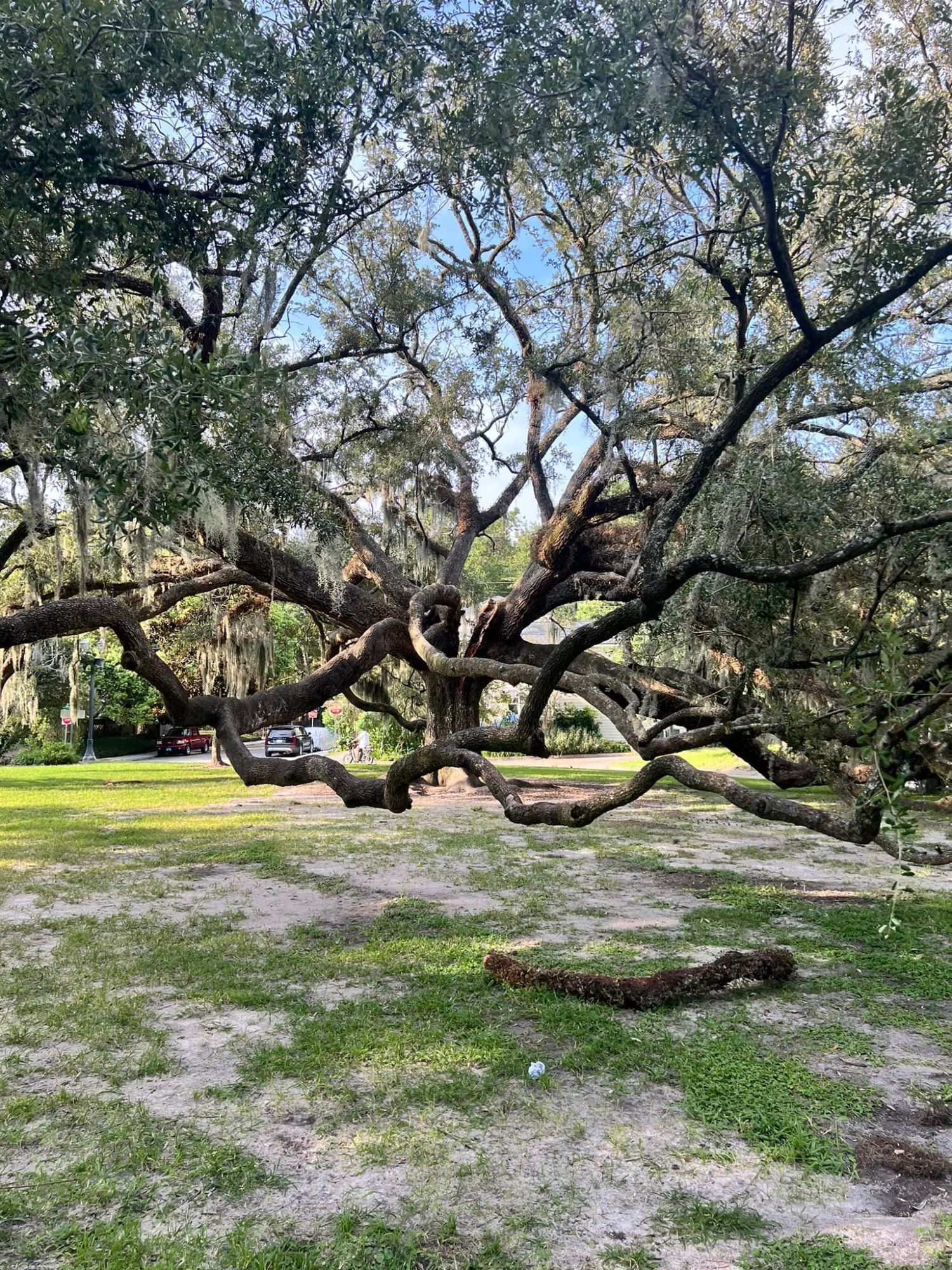 live oak tree in McCauley Park in Savannah, Georgia's Ardsley Park - Chatham Crescent Historic District, is split in half.