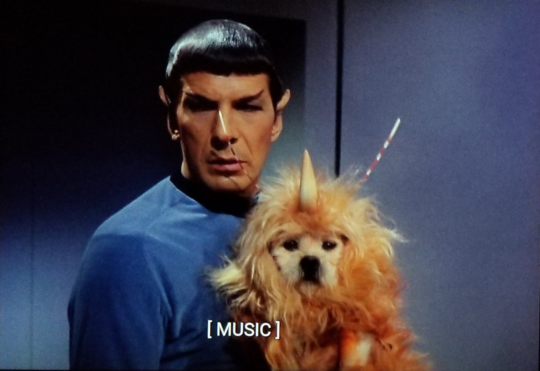 TOS scene. Spock is onboard the Enterprise and shown holding a terrifying alien creature. The creature is a small dog, probably some kind of terrier, wearing costume of extra fur and a rhino type horn pointing out of it's head. Closed caption reads, "[music]"