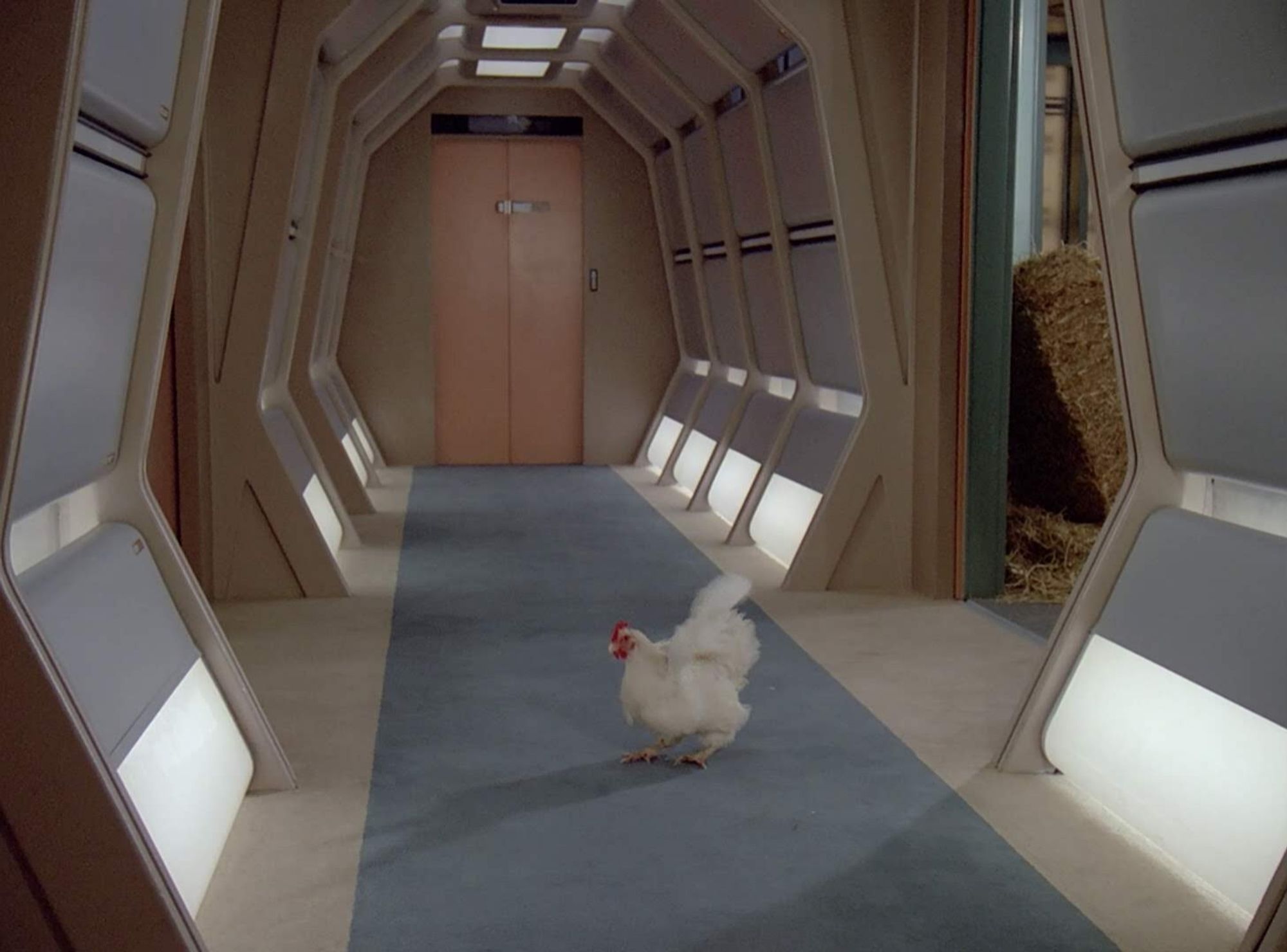 TNG scene. There's a chicken in a corridor on the Enterprise. It's a white fluffy feathered chicken with a red head. Just standing there.