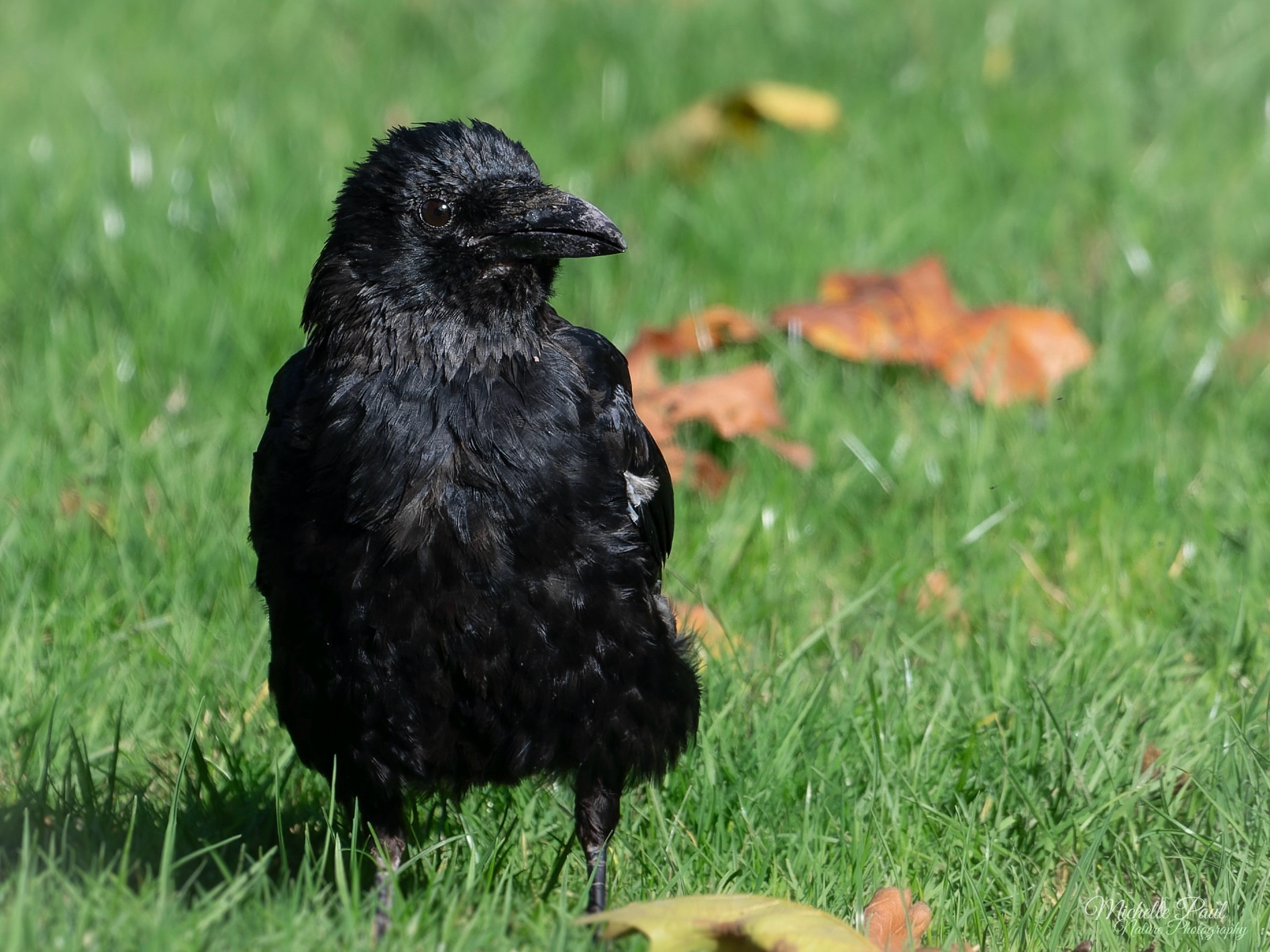 A very fluffy bird sits on the grass. It is black. Very black! It is looking right at the camera. It sits on green grass with some autumn leaves scattered in the background. 