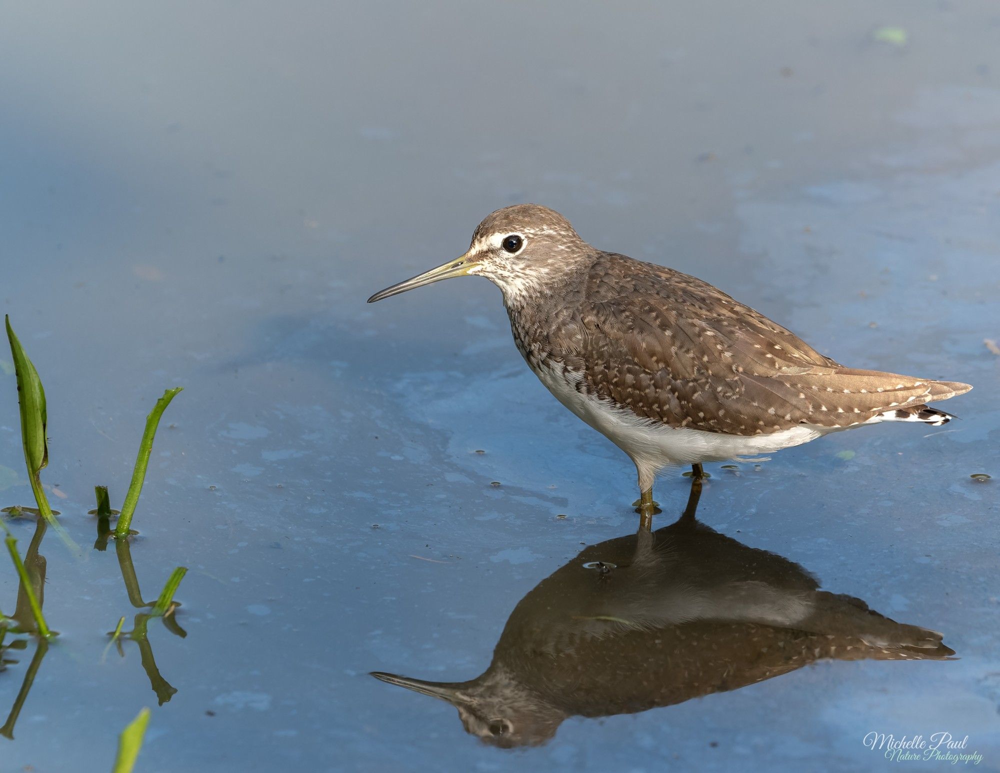 A medium sized bird sits in the water with it's reflection below. The water is blue and there are green shoots to the left of the photo. The bird has a long-ish beak and is brown on top with white dots and the tail has a black and white bit underneath. The belly is white.