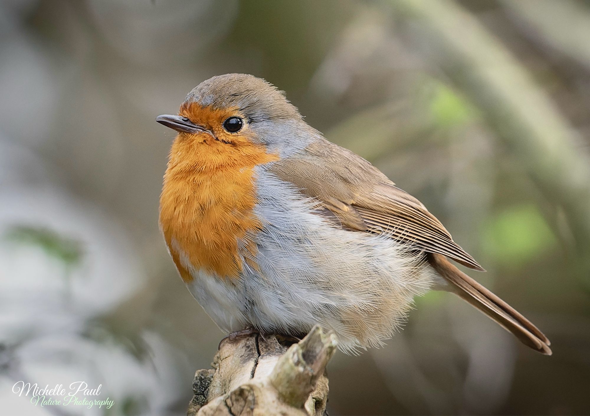 A small bird perches on a dead branch. It has beige wings and head, a cream body and an orange body.