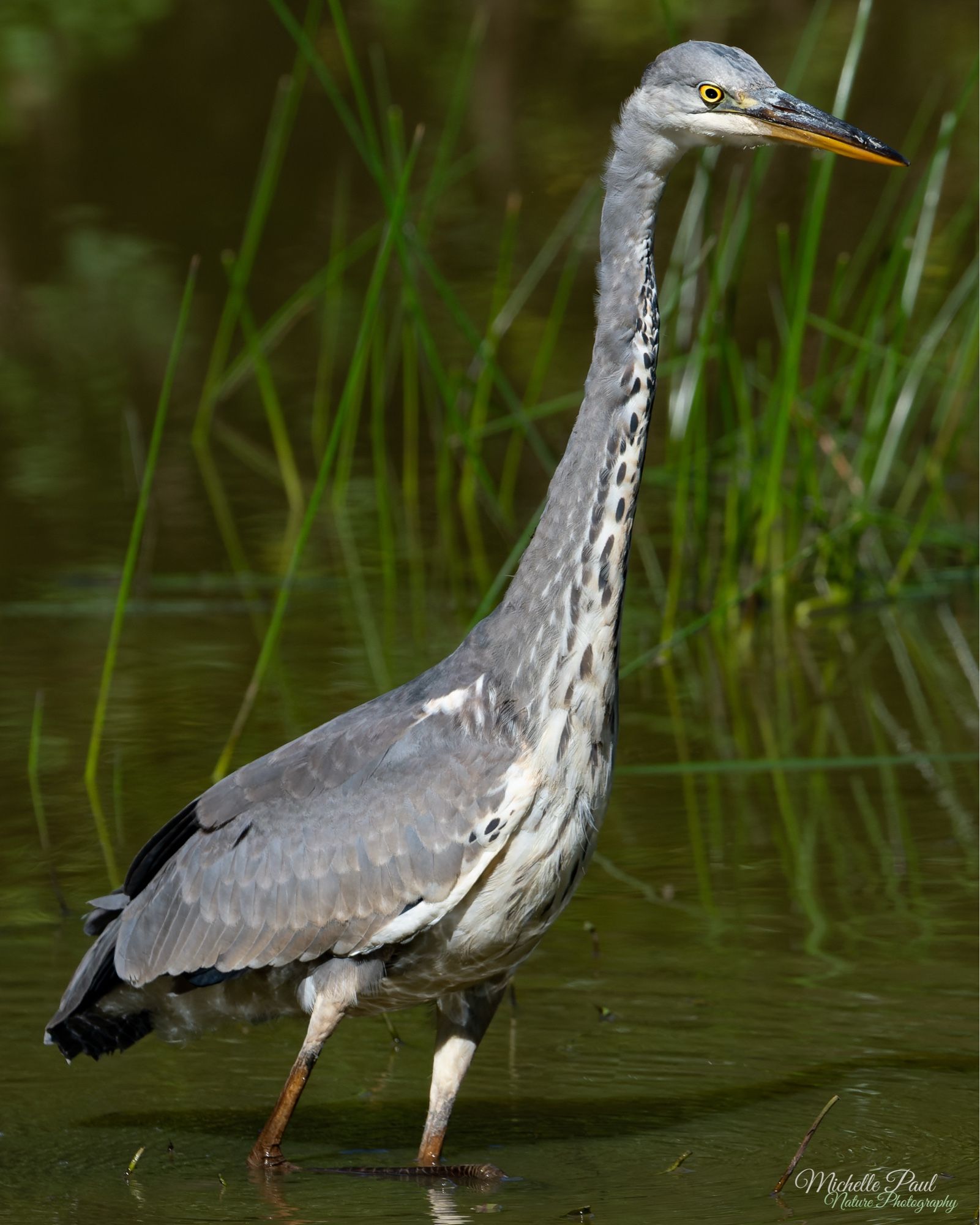 A large bird sits with its feet in green water. The bird has lots of feathers that are grey on its back. It has a very long neck that is extended upwards. The neck and breast are white with dark grey feathers dotted throughout. Its head is grey on top with white at the very bottom. It has a long beak that is orange at the bottom and grey on top. Finally, it has a yellow eye.