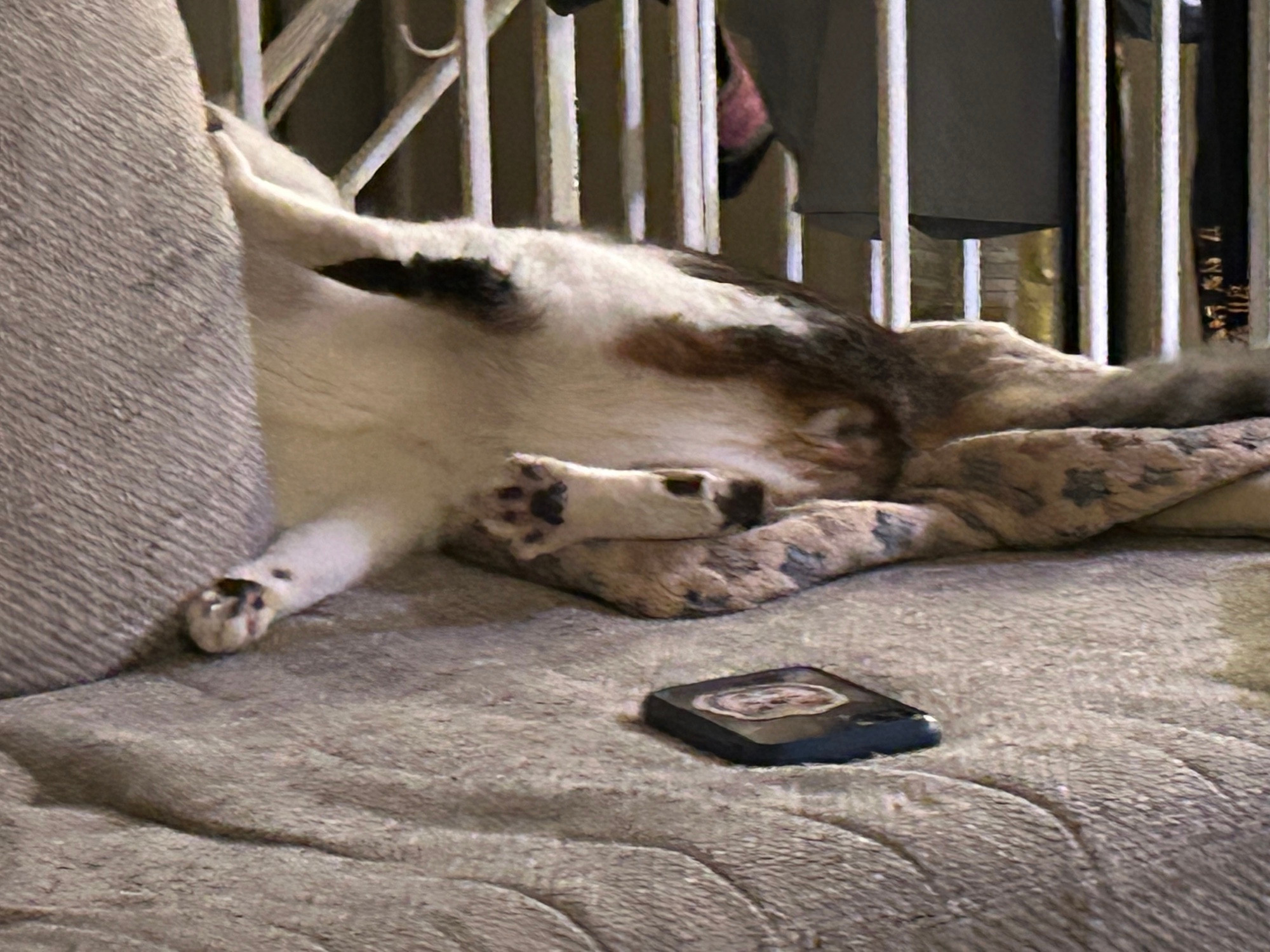 Cat on its side with head behind a cushion. Lots of belly and toe beans