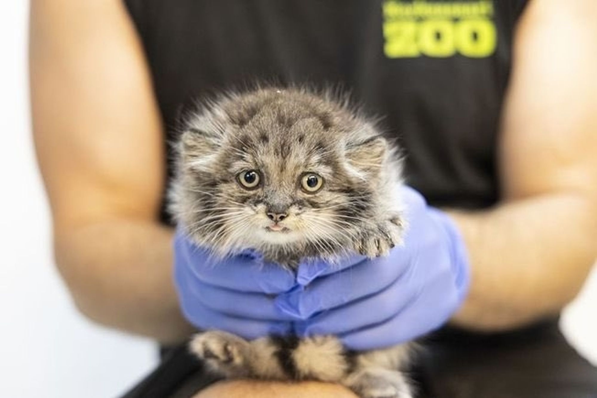 A baby Pallas cat being held by a zoo employee. 