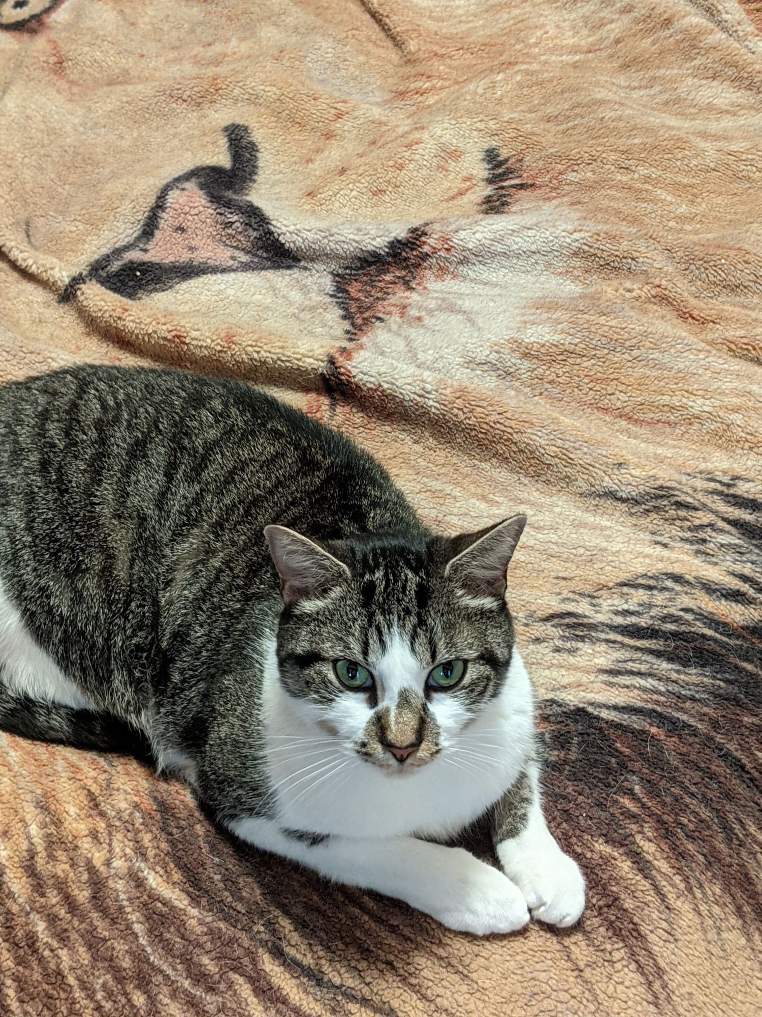 My brown tabby Nibbler wondering why I stopped petting him and why I'm now taking a picture.