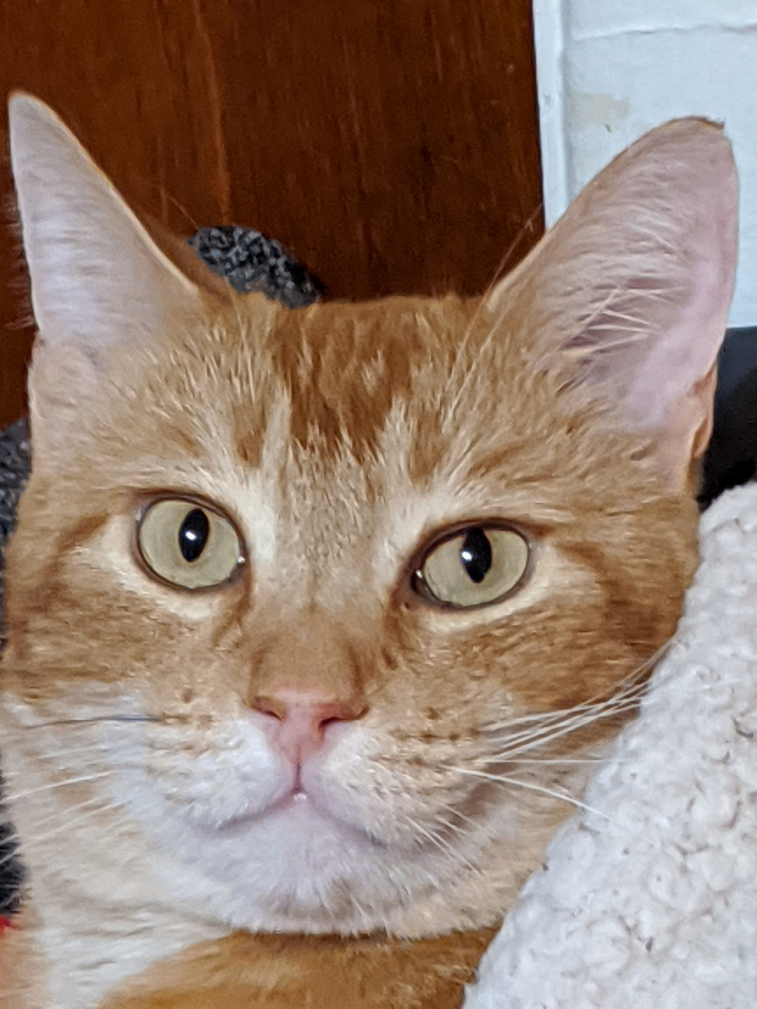 My orange cat Toulouse wondering why I put a blanket on him to take a picture.