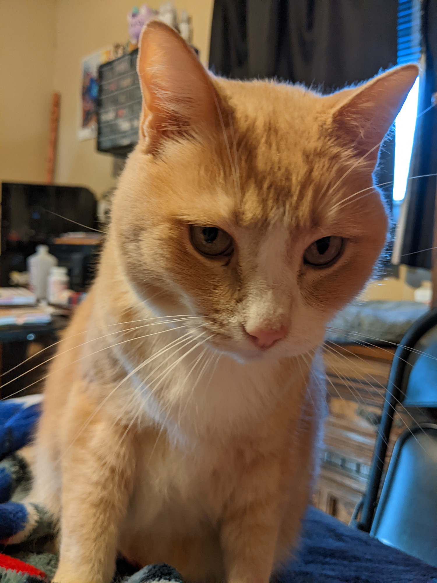 My cream colored tabby cat Butters wondering why I'm taking a picture instead of petting him.