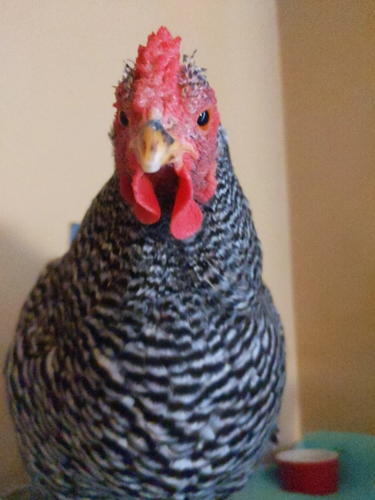 My pet chicken Little Mama wondering when I will get the camera out of her face.