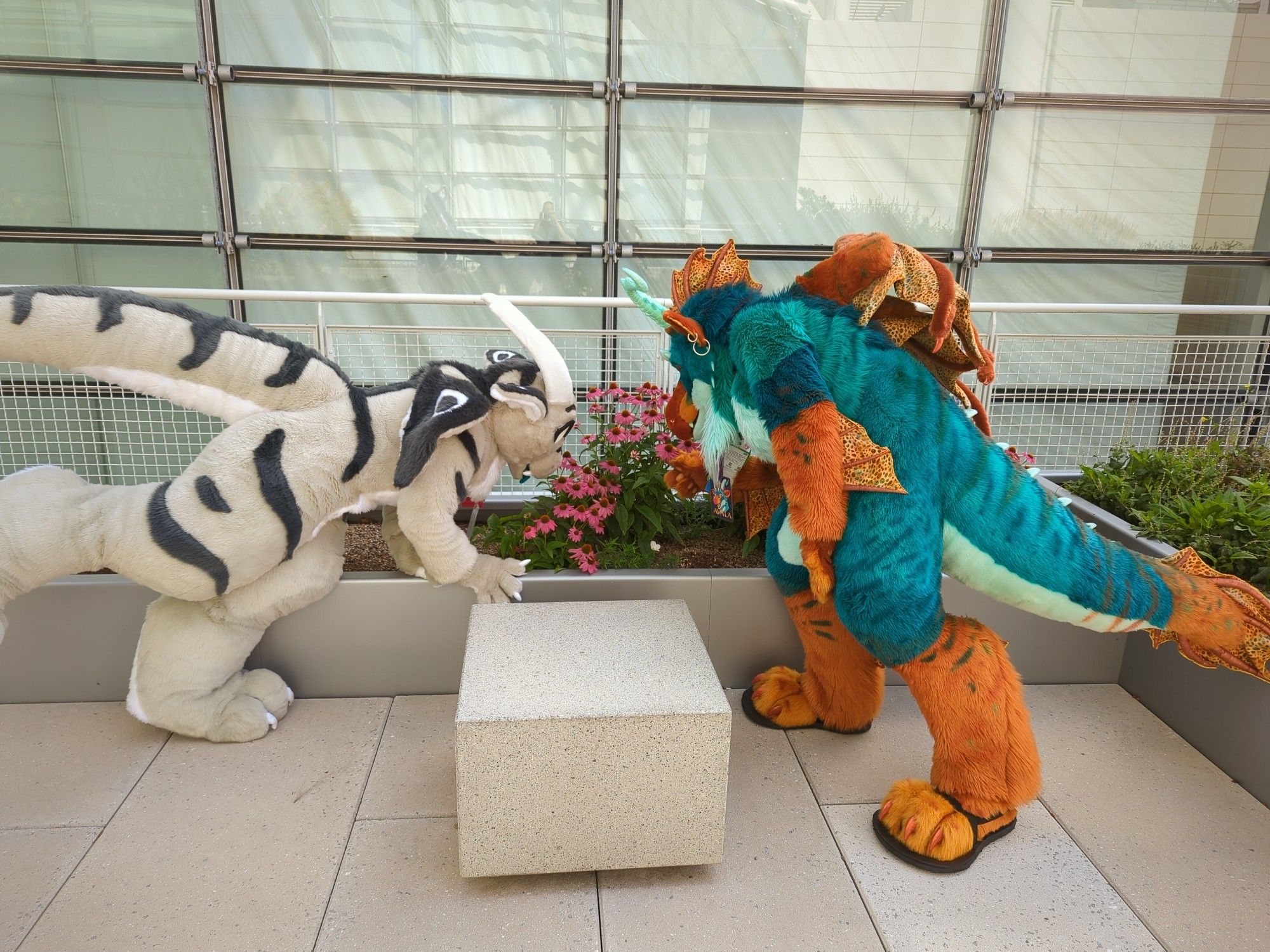 A grey dragon fursuiter and a copper patina dragon fursuiter lean over a flowerbed to smell some pink flowers.