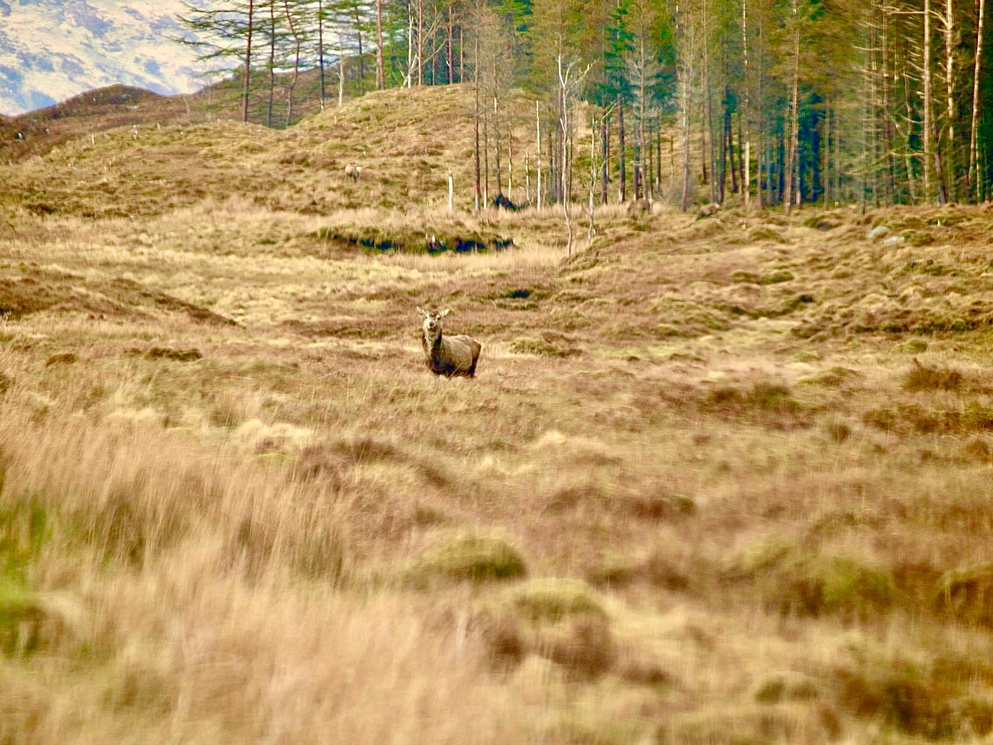 A copse of spindly pine, hilly, uneven  grassland a snatch of blue sky with white cloud top left corner.  Go,den autumnal grasses and a deer hind slightly above centre and slightly off left. Blurred grass on the foreground.