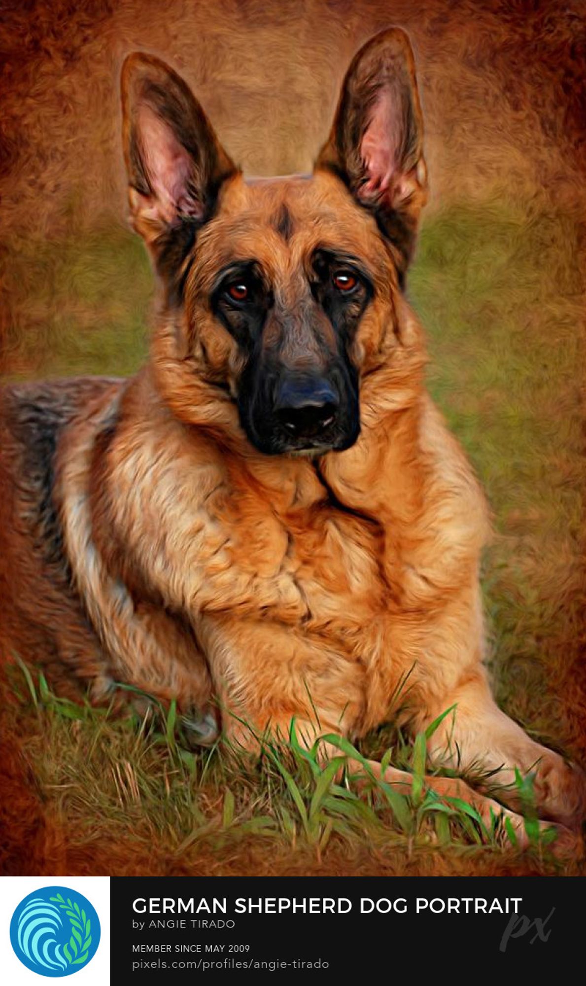 german shepherd dog portrait