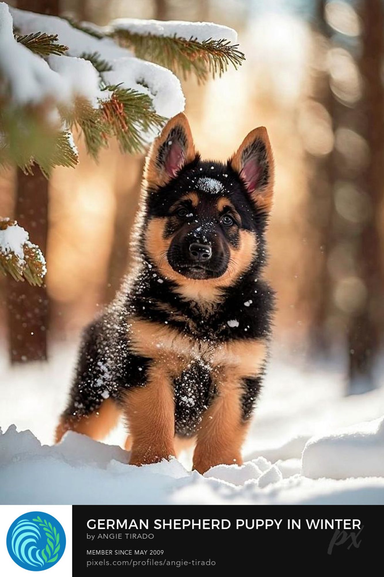 german shepherd dog portrait