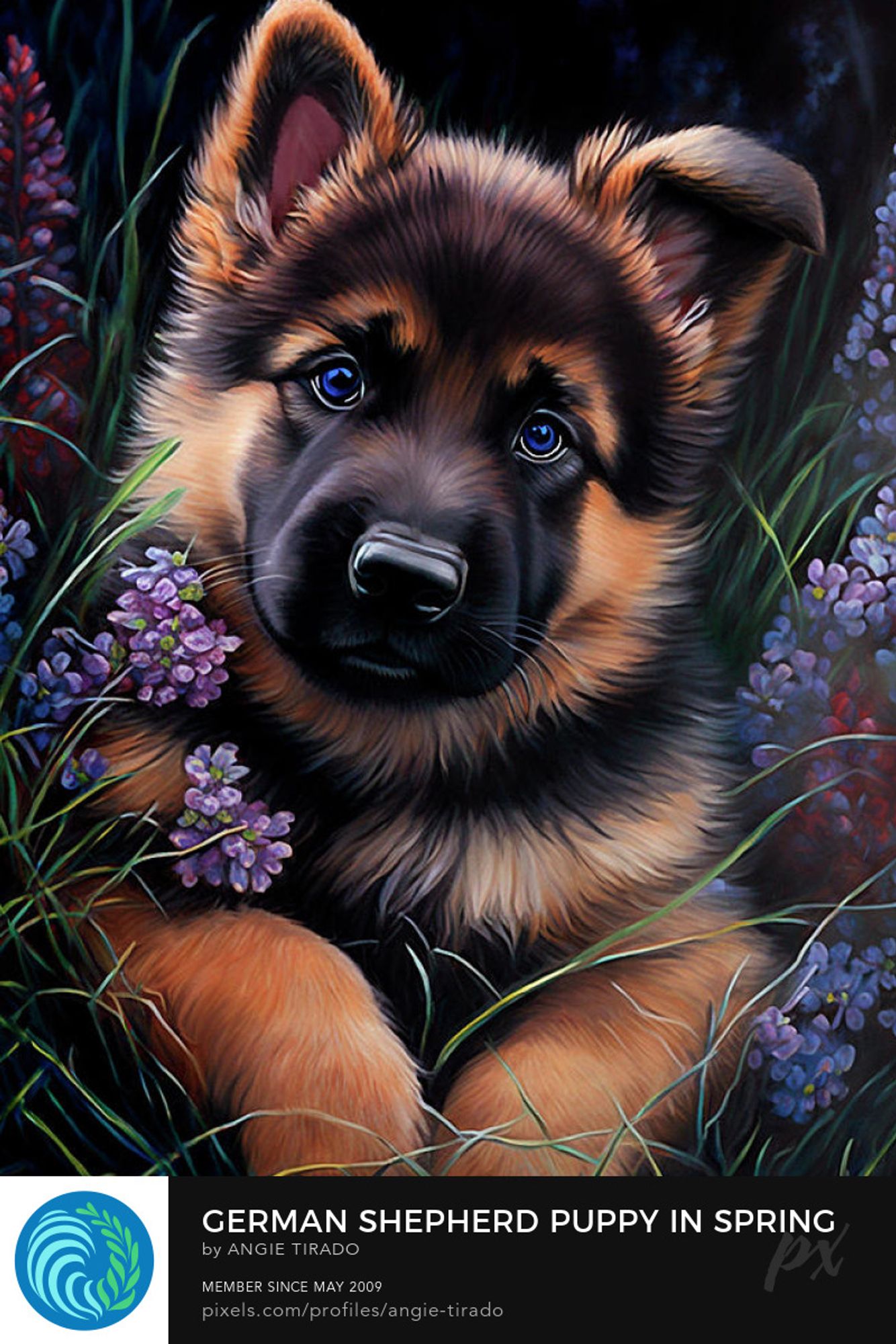 german shepherd dog portrait