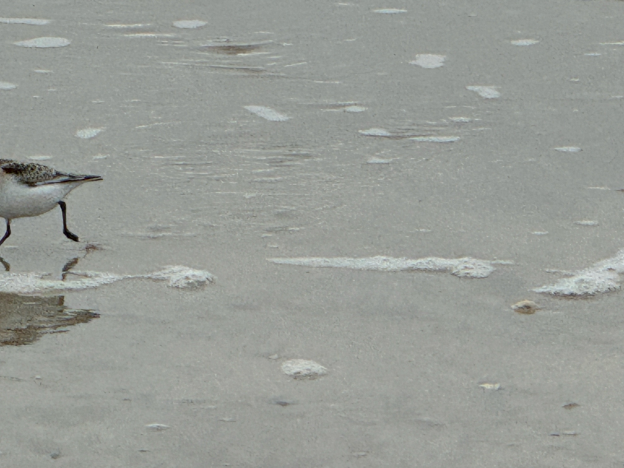 Man sieht ein Stück das Strandes mit etwas Wasser darauf. Es gibt ein paar schaumhungrige Stellen. Man sieht einen Vogel, der aus dem Bild läuft und zwar nach links. Der Kopf ist schon nicht mehr drauf