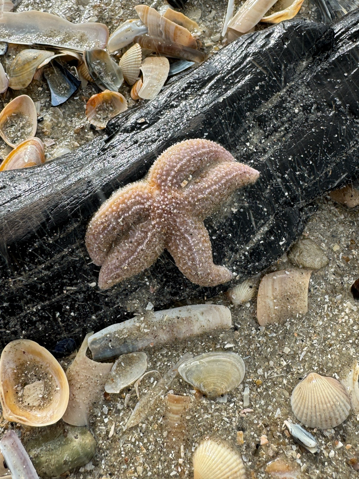 Strand Bild mit Sand darauf verschiedene Muscheln. Dann liegt quer ein dunkelbraunes Holzstück im Bild darauf ein klitzekleine Seestern mit dicken Armen. Er hat einen sandfarbenen Ton