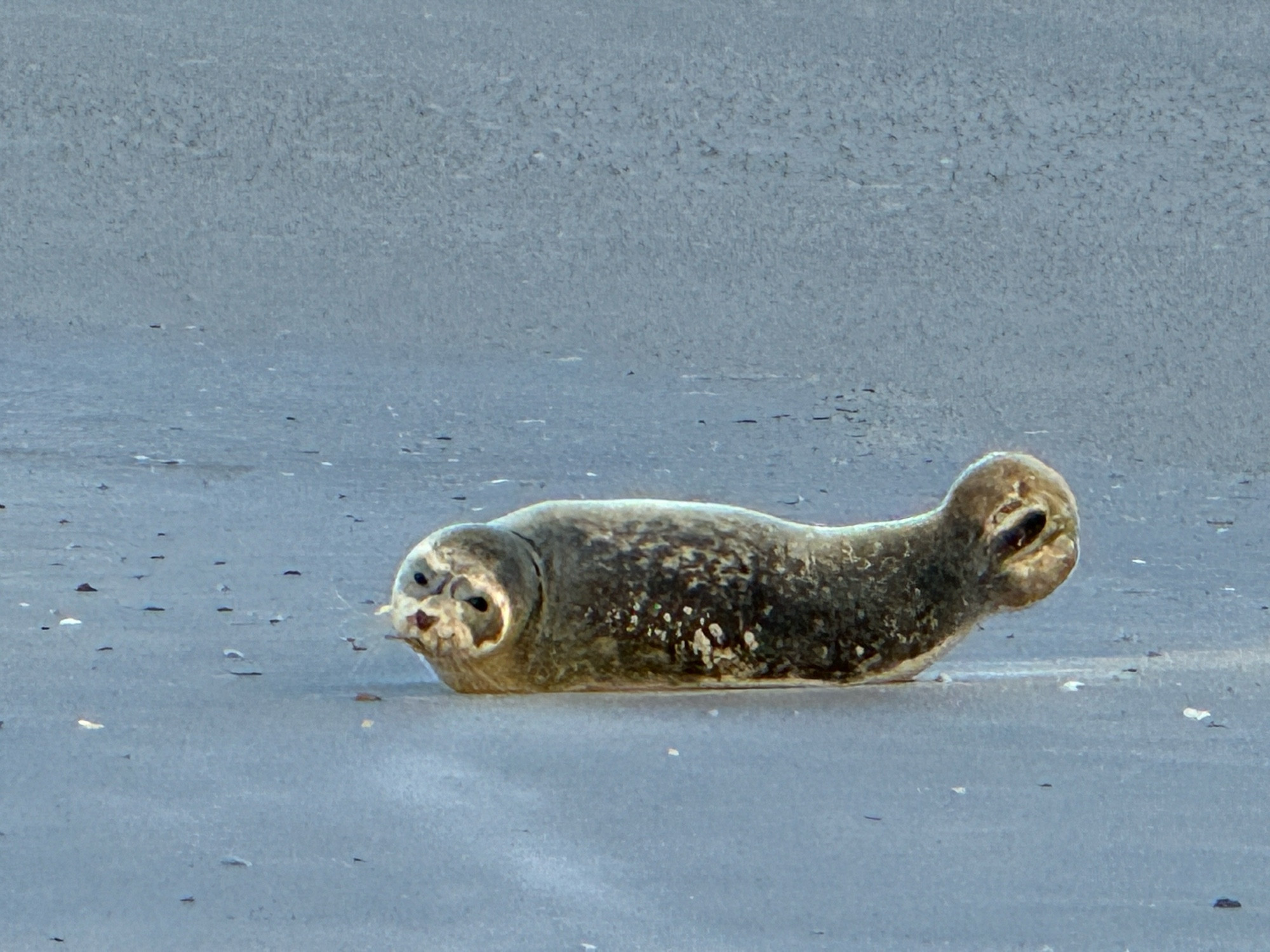 Eine kleine Robbe. Sie hebt die Schwanzflossen und den Kopf. Sie liegt auf dem feuchten Strand.