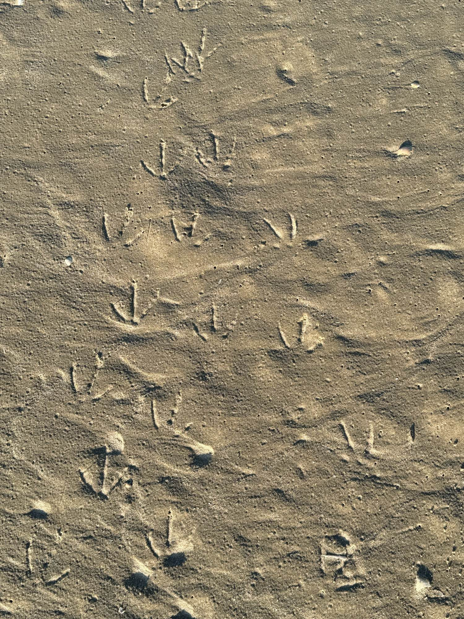 Vogelspuren im Sand