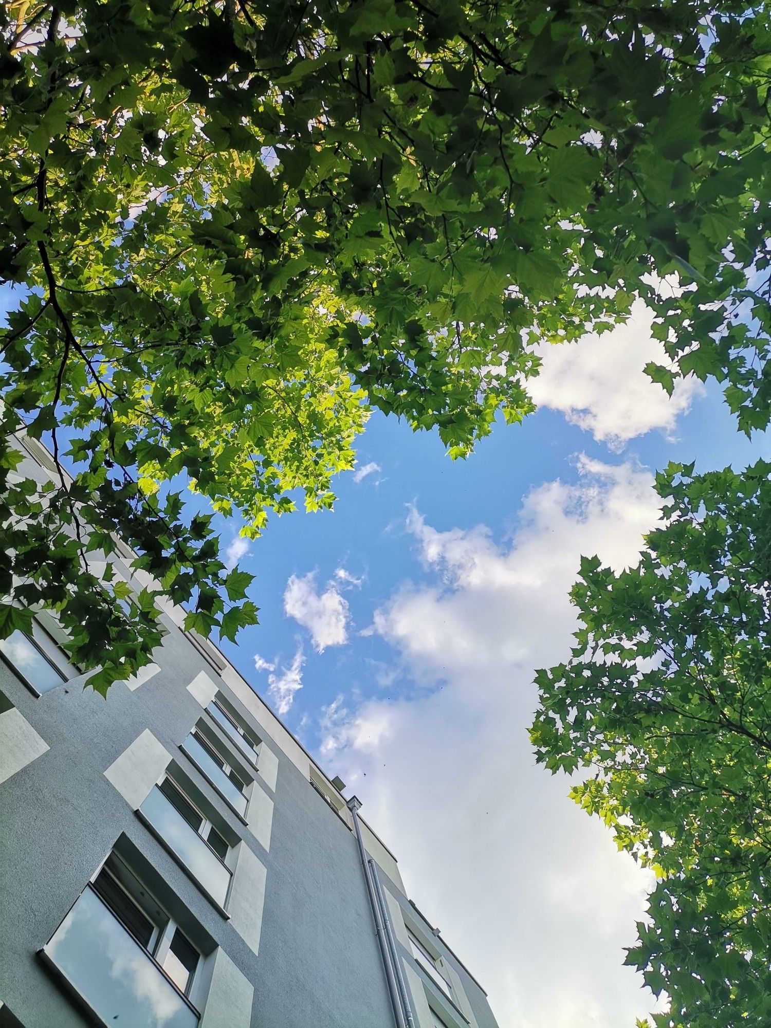 Just imagine you lay in the ground and look in the sky. The sky is bright blue with beautiful white clouds. To your left side is a high building, soft blue/Grey. You also have bright, colorful leafes around you from the tree to your right and your left. This is the picture you see here.