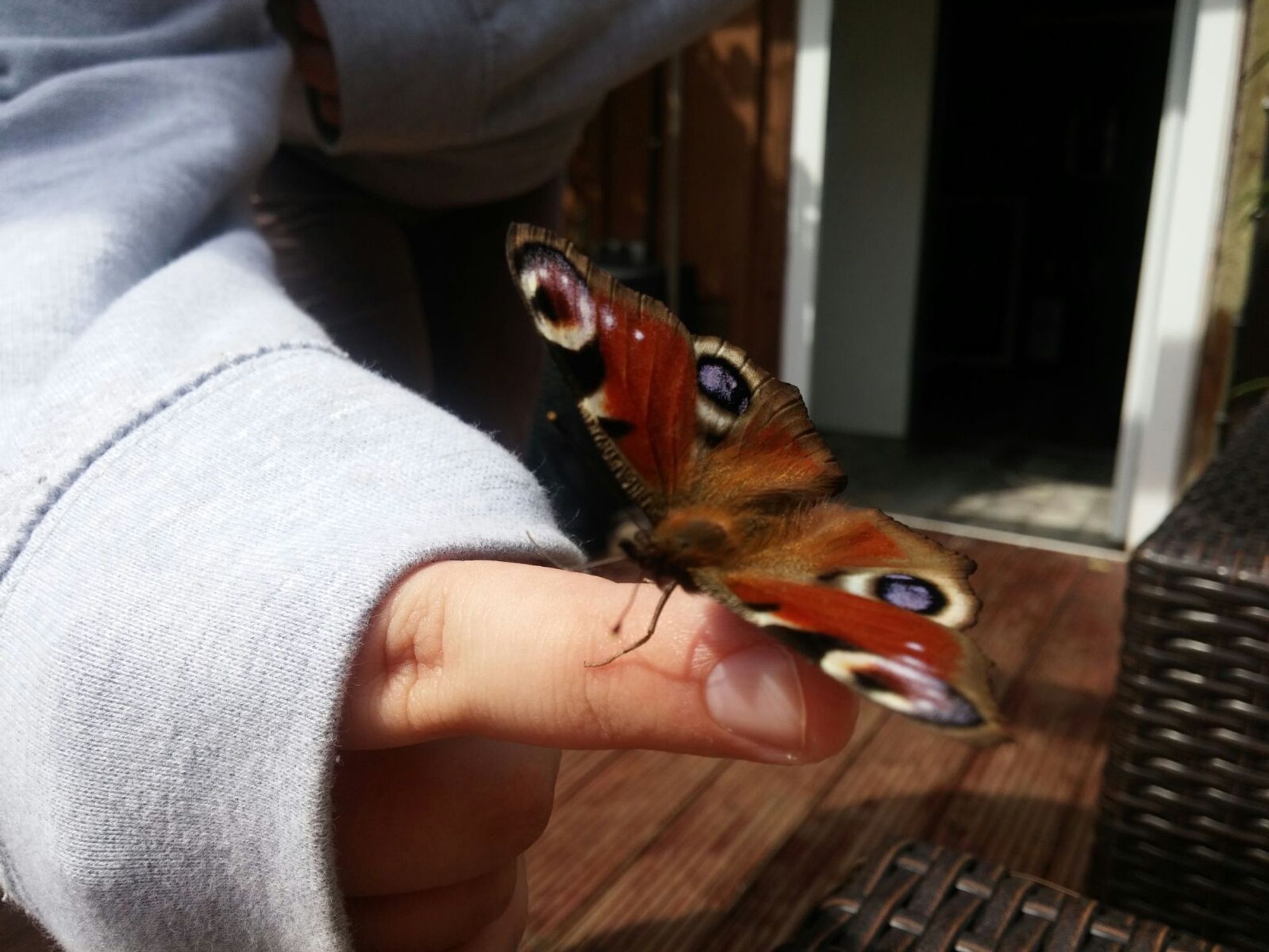 A Peacock Butterfly sitting on my finger. thats it