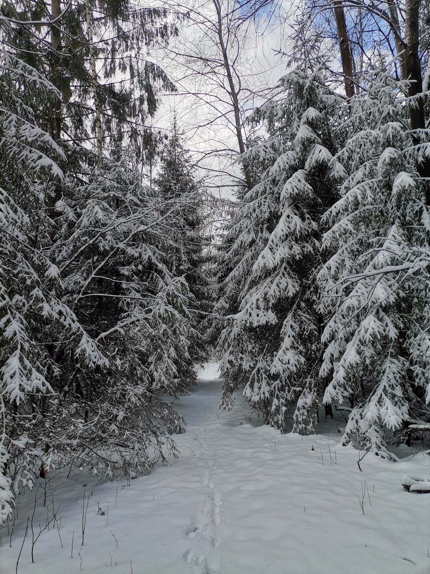 Just a little winter wonderland. In the middle of the forest, a little pathway. On the left and right side are trees, completely covered in snow. Little animal footsteps are on the pathway.