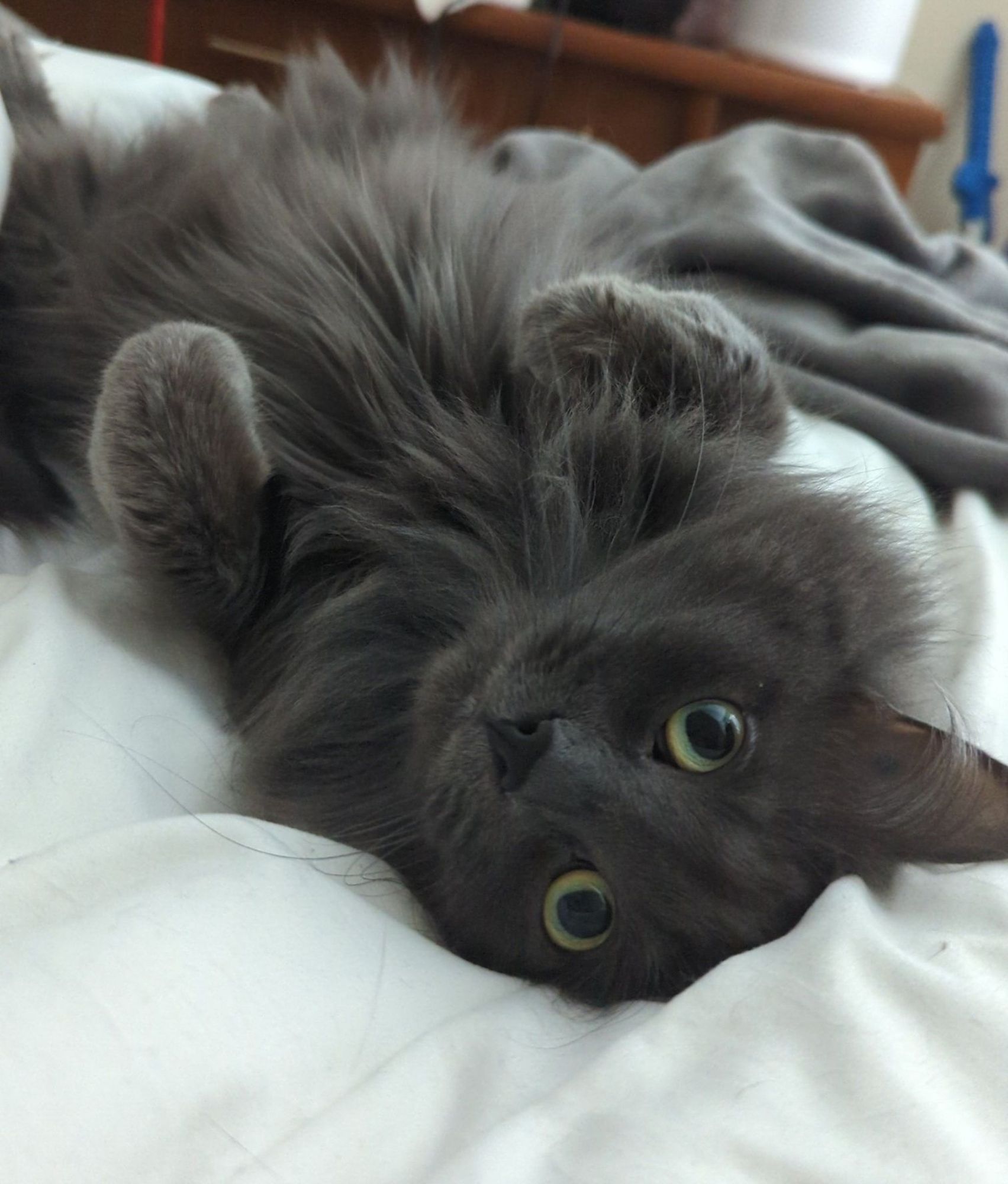 small grey cat with lots of fluffy hair laying on her back on a white bedspread with big green eyes looking at the camera 