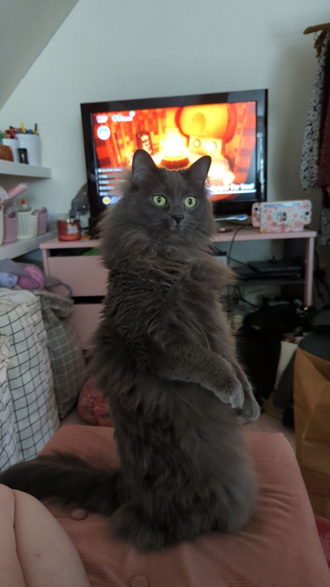 a little grey fluffy cat with big green eyes is standing on her hind legs like a meerkat, staring into the distance past the camera 