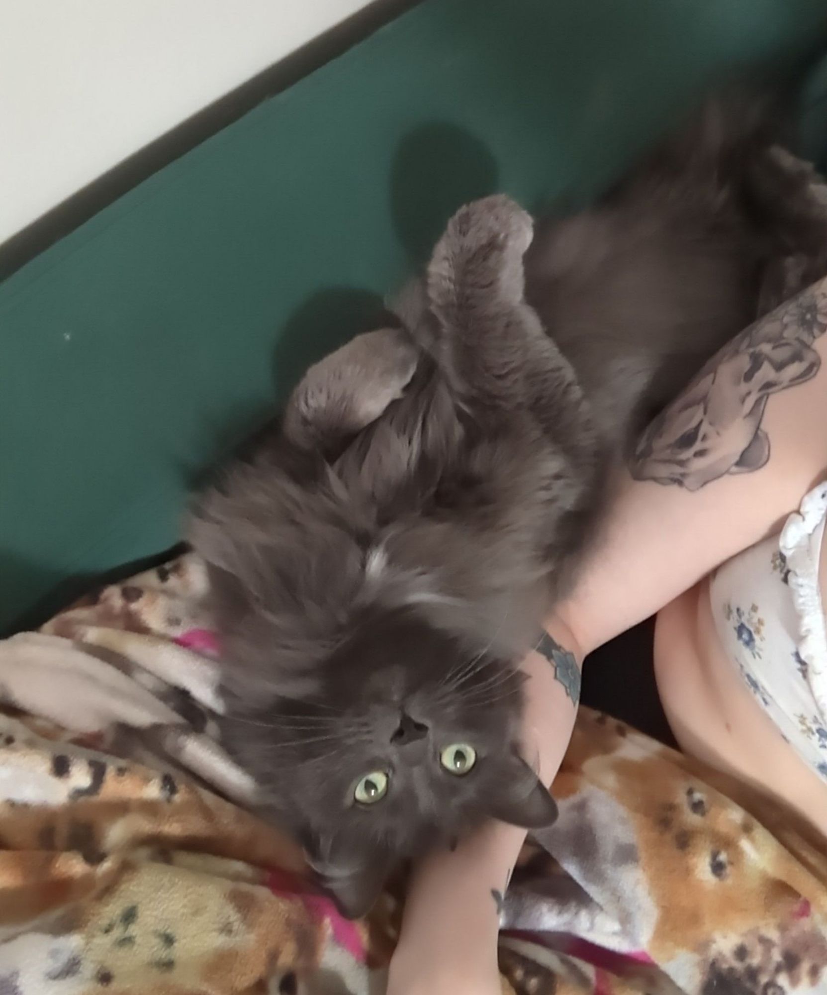 little fluffy grey cat laying on a green velvet chair with her tummy and paws in the air