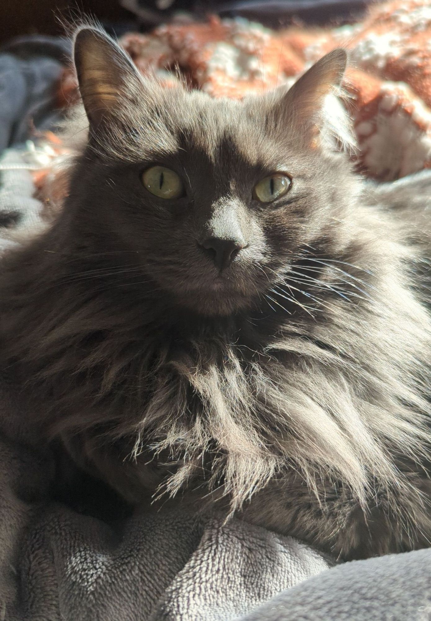 headshot of a little grey cat lounging in a sunbeam, pictured from the arms up