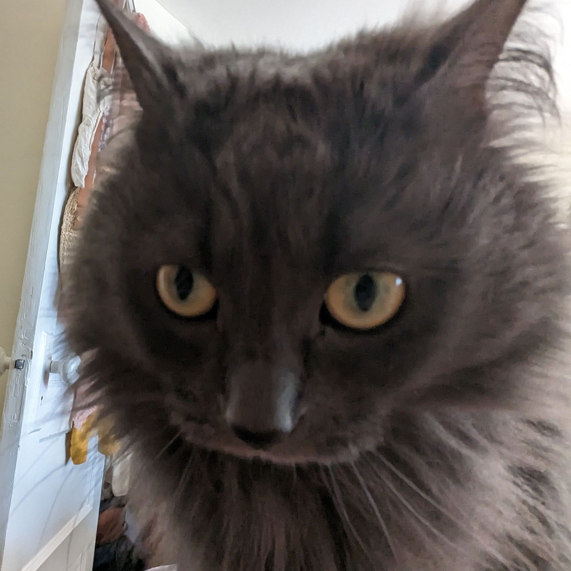 fluffy grey little cat sitting very close to the camera, the photo is taken with a wide lens so her proportions are a little goofy looking