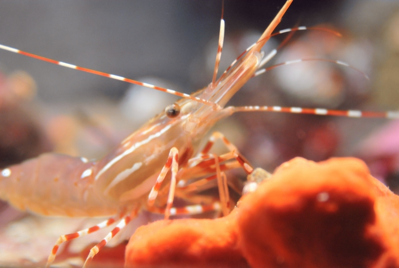 spot prawn, a small shrimp like beast. it has round beady eyes, a lance-like "horn" on its nose, and long, narrow, stick-like antennae and legs