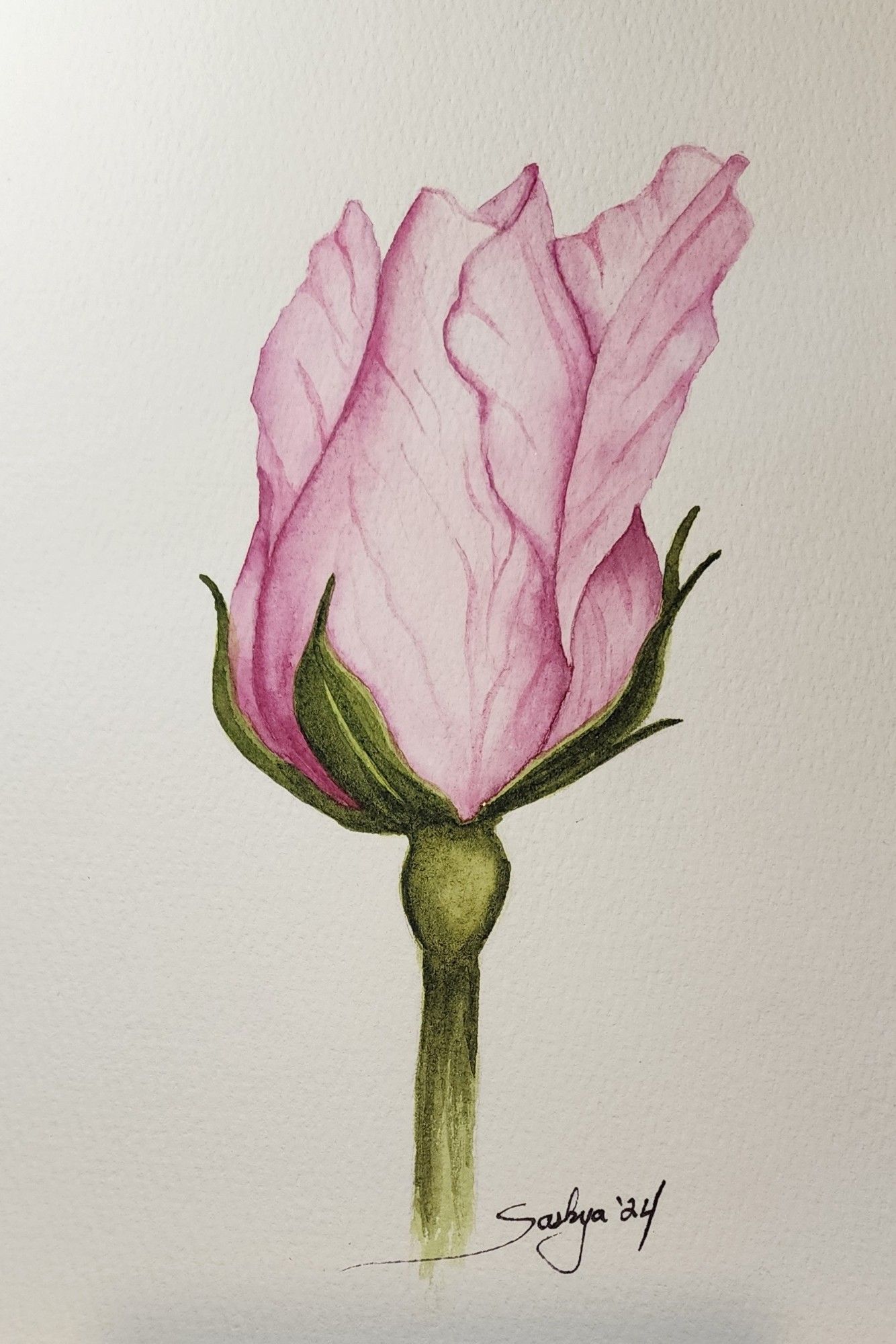 A watercolor painting of a single pink rosebud beginning to bloom